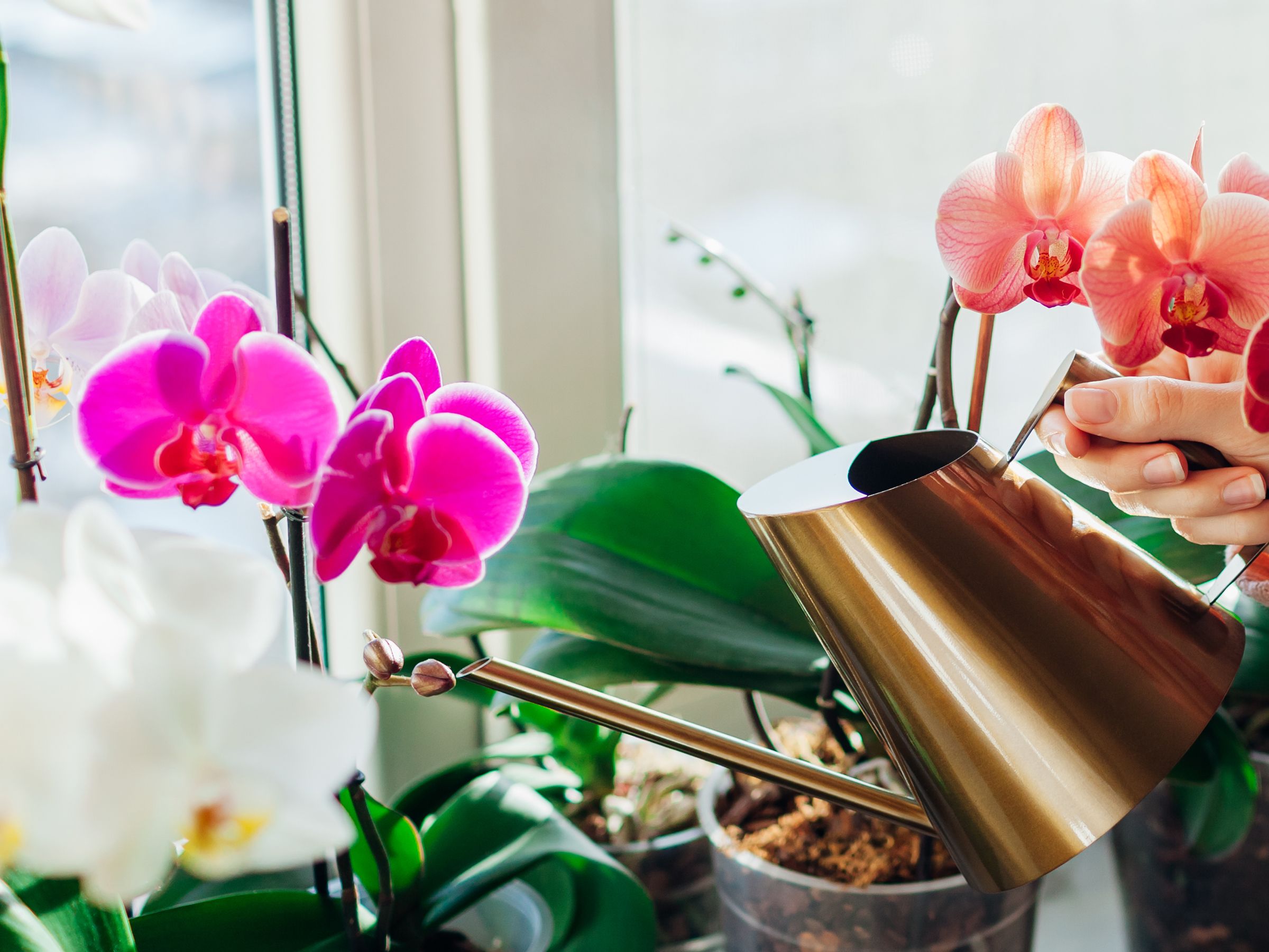 How to water orchids: 5 golden rules | Real Homes