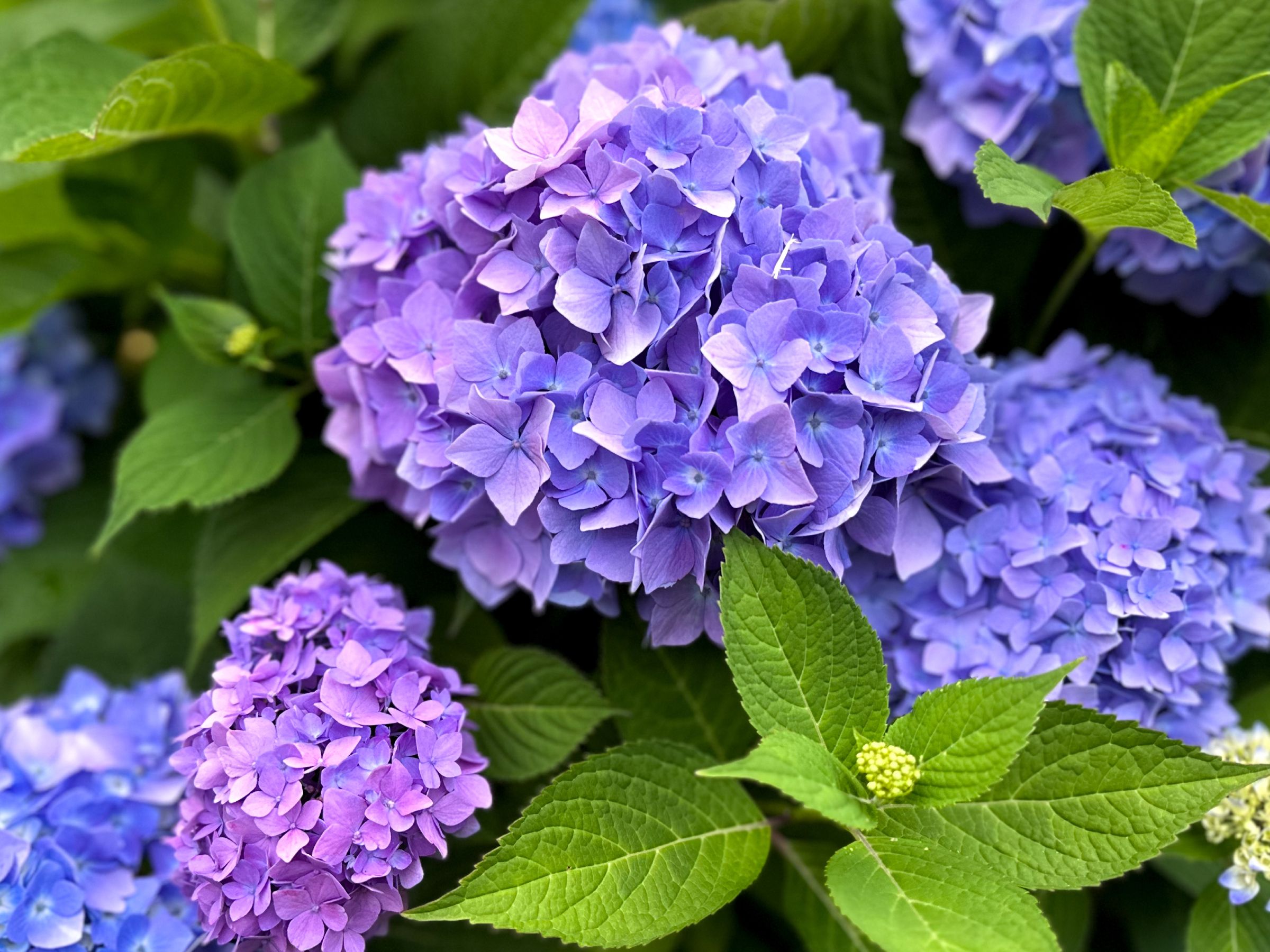 hydrangea0223ページ Amazon.com : Lime Hydrangea Plant Live for Planting, 7-10