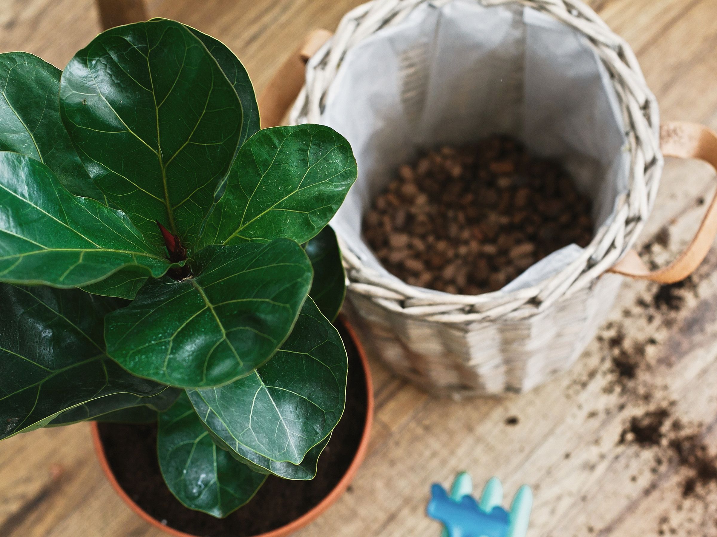 Fiddle leaf fig care guide: tips for perfect houseplants | Gardeningetc
