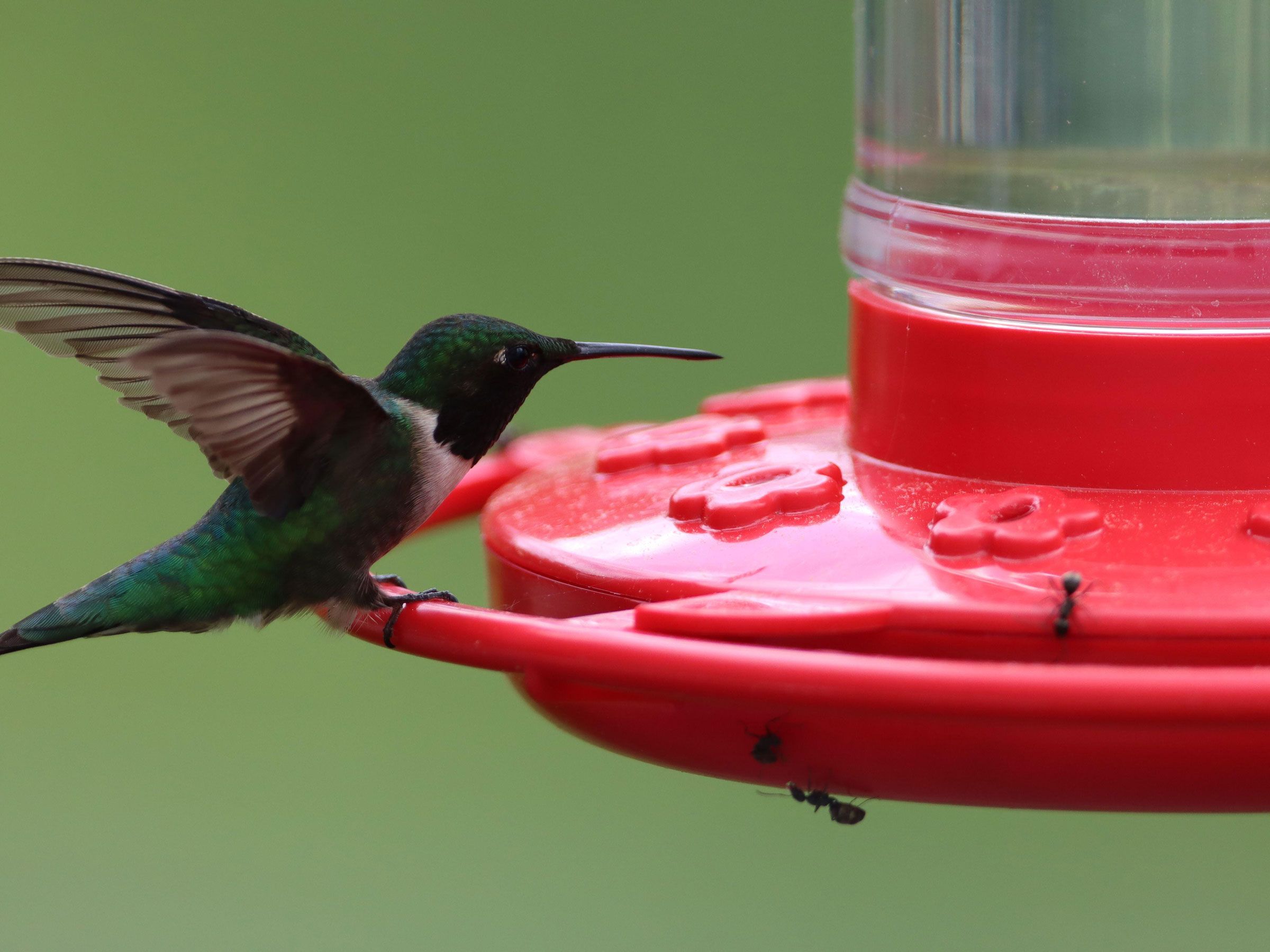 Can You Hang Bird Feeders And Hummingbird Feeders Together? Expert Tips