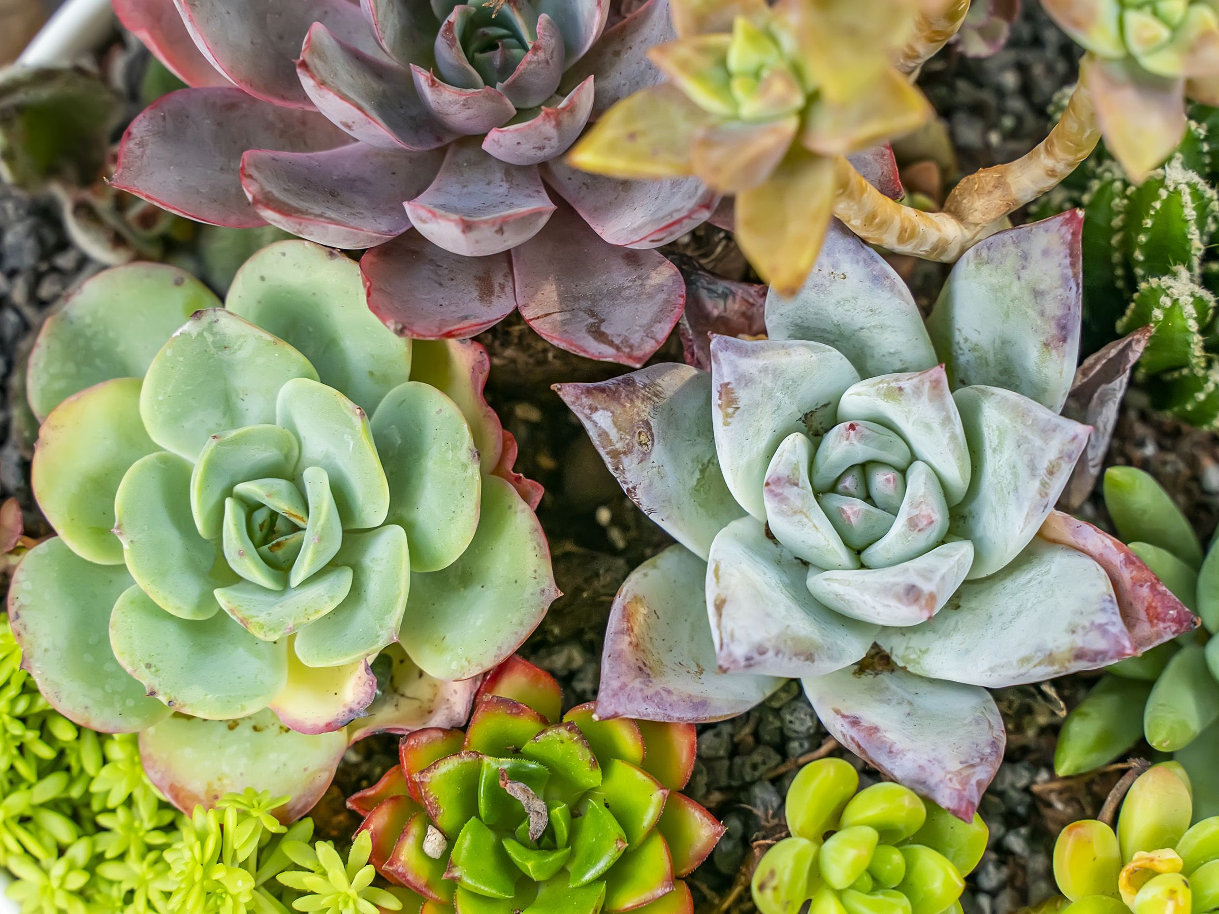DIY Succulent Fertilizer Recipes For Better Growth & Flowers | Gardening  Know How