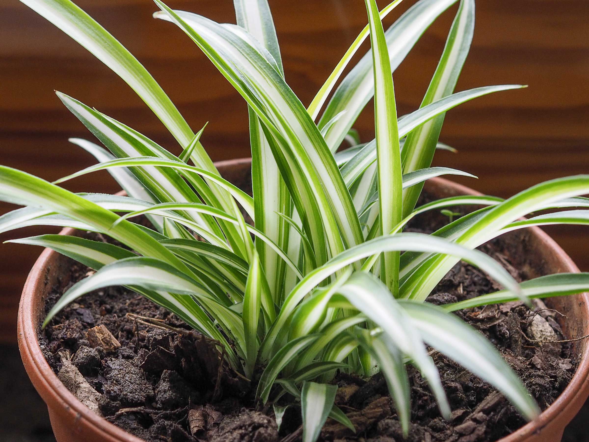 Spider plant propagation: simple tips for getting new plants | Gardeningetc