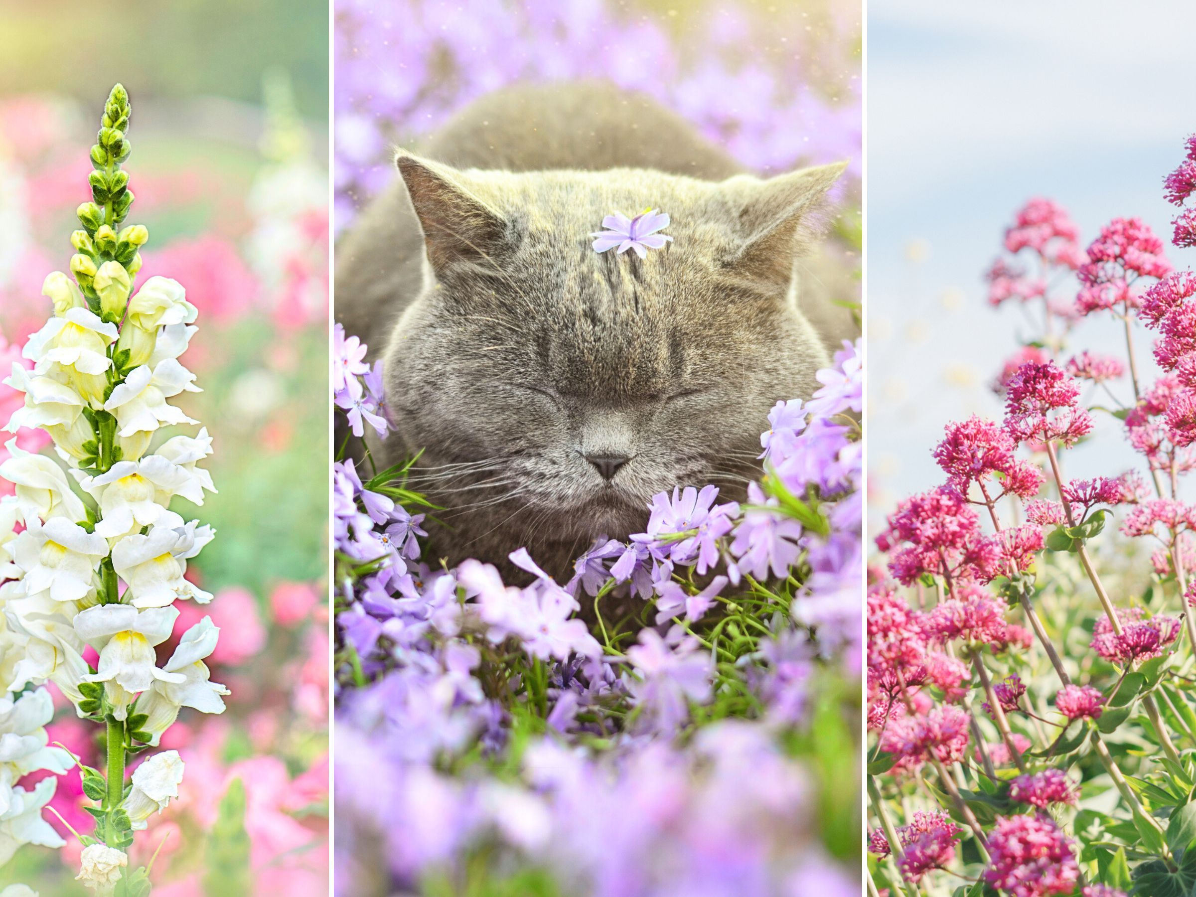 12 garden plants that are safe for cats | Real Homes