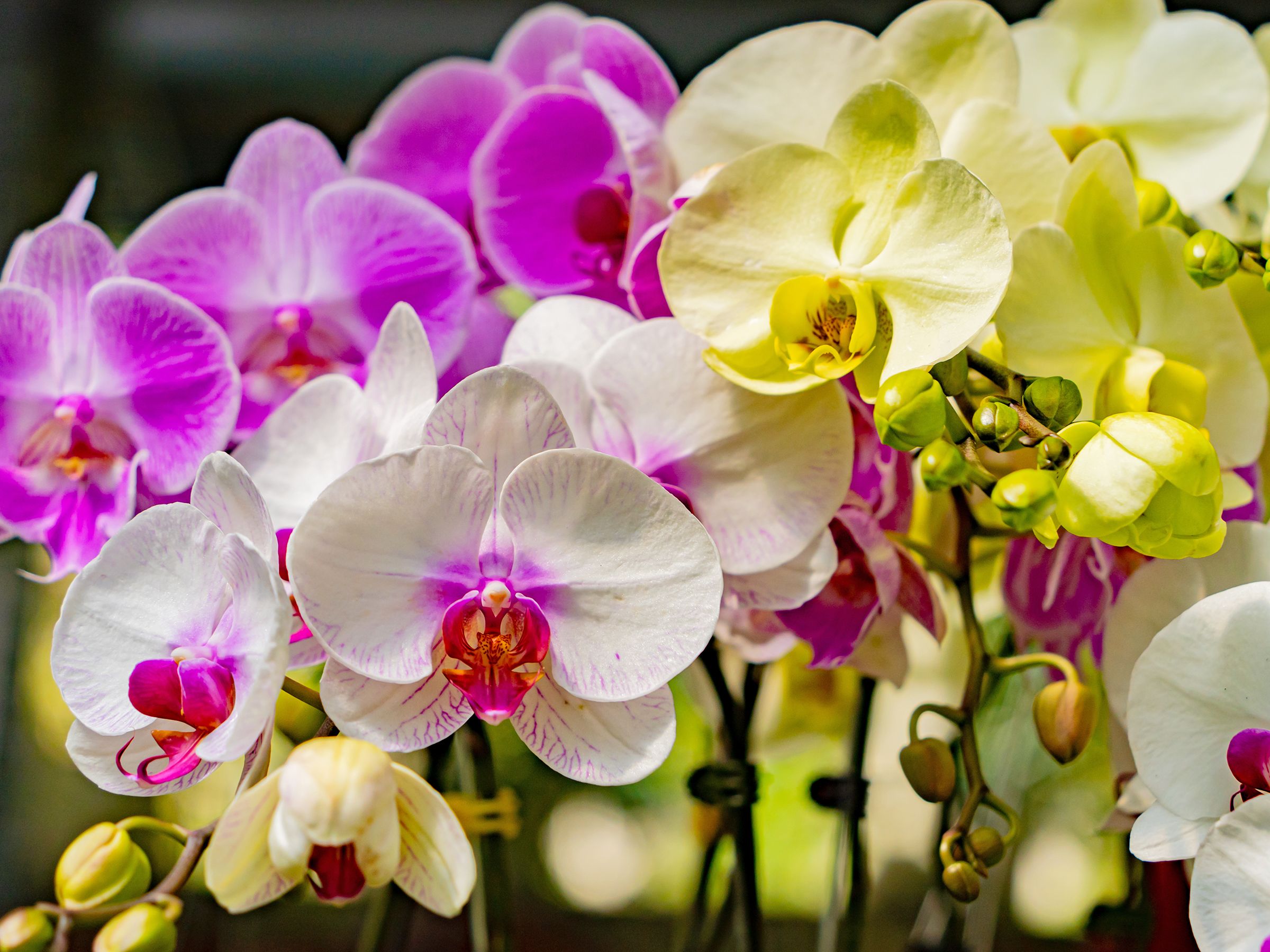 How Long Do Orchids Live? And How To Extend Their Lifespan