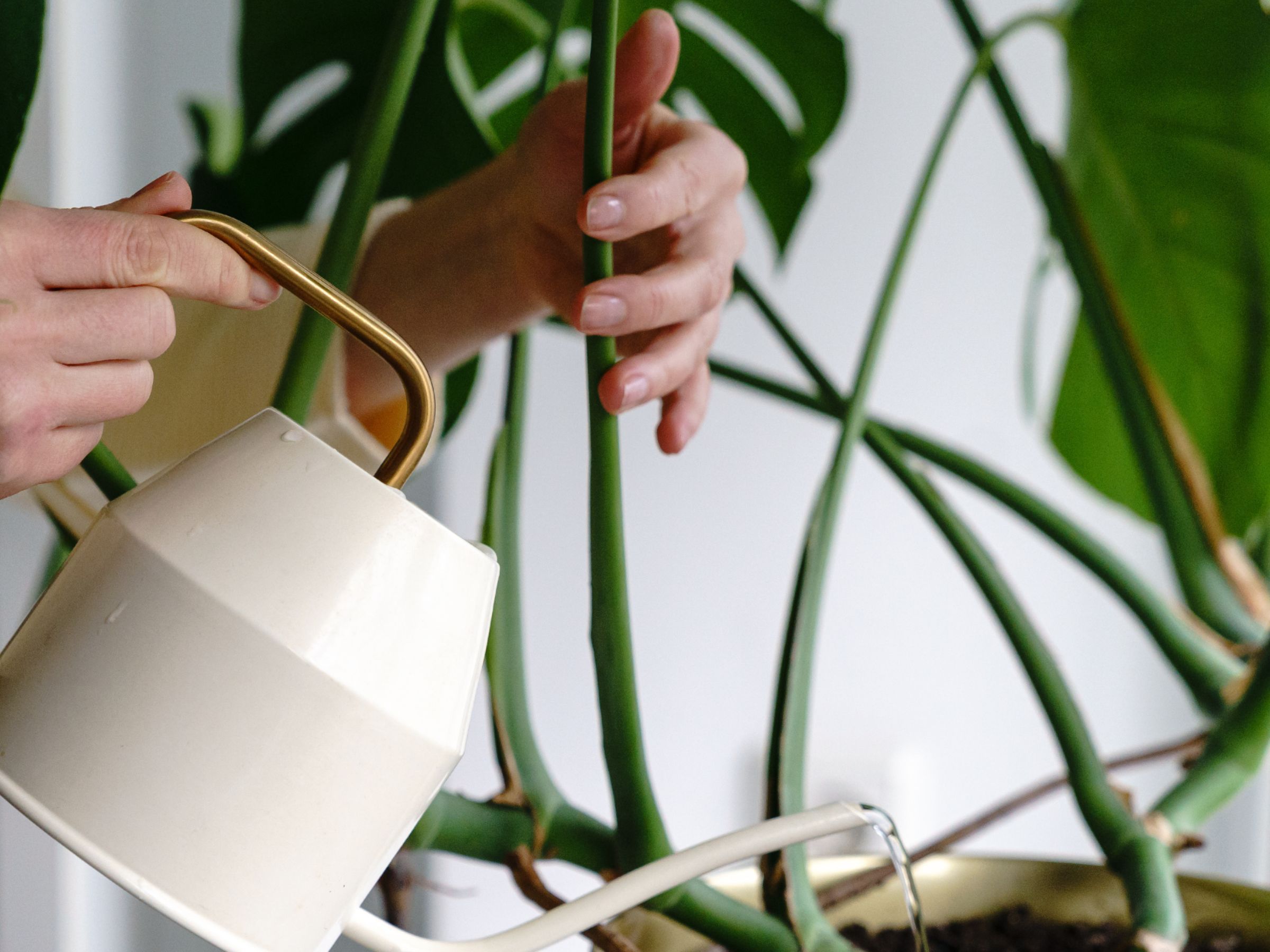 How often to water monstera, according to gardening pros | Real Homes