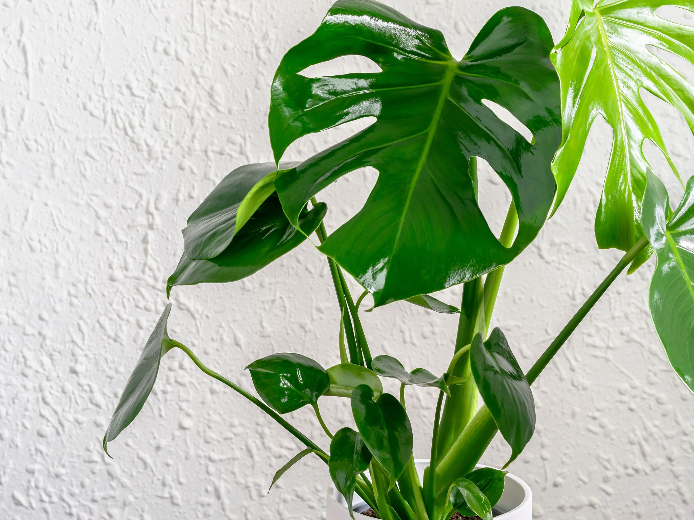 philodendron imperial green pflege Philodendron 'Imperial Green'