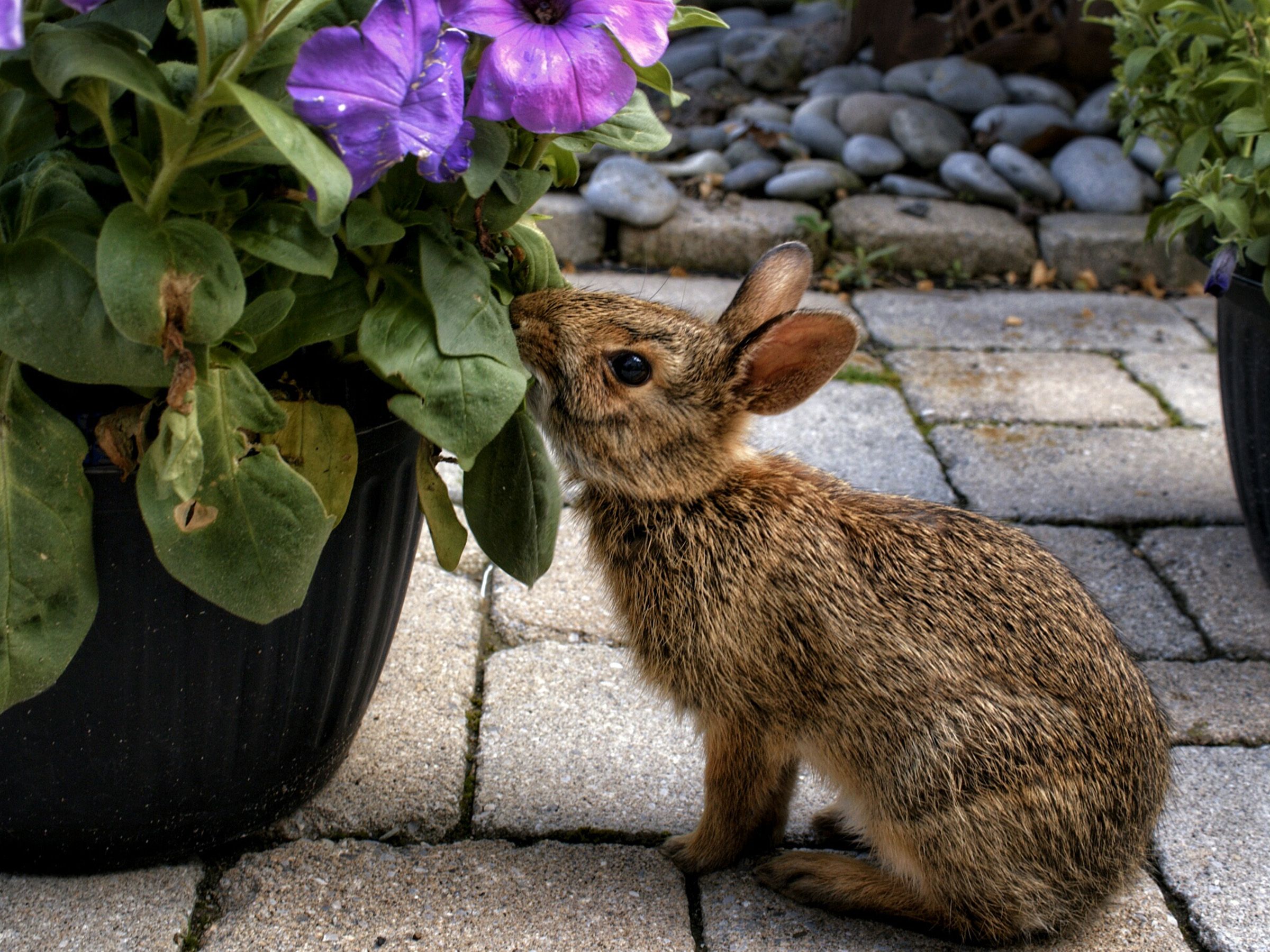 Rabbit And Dowling Plant