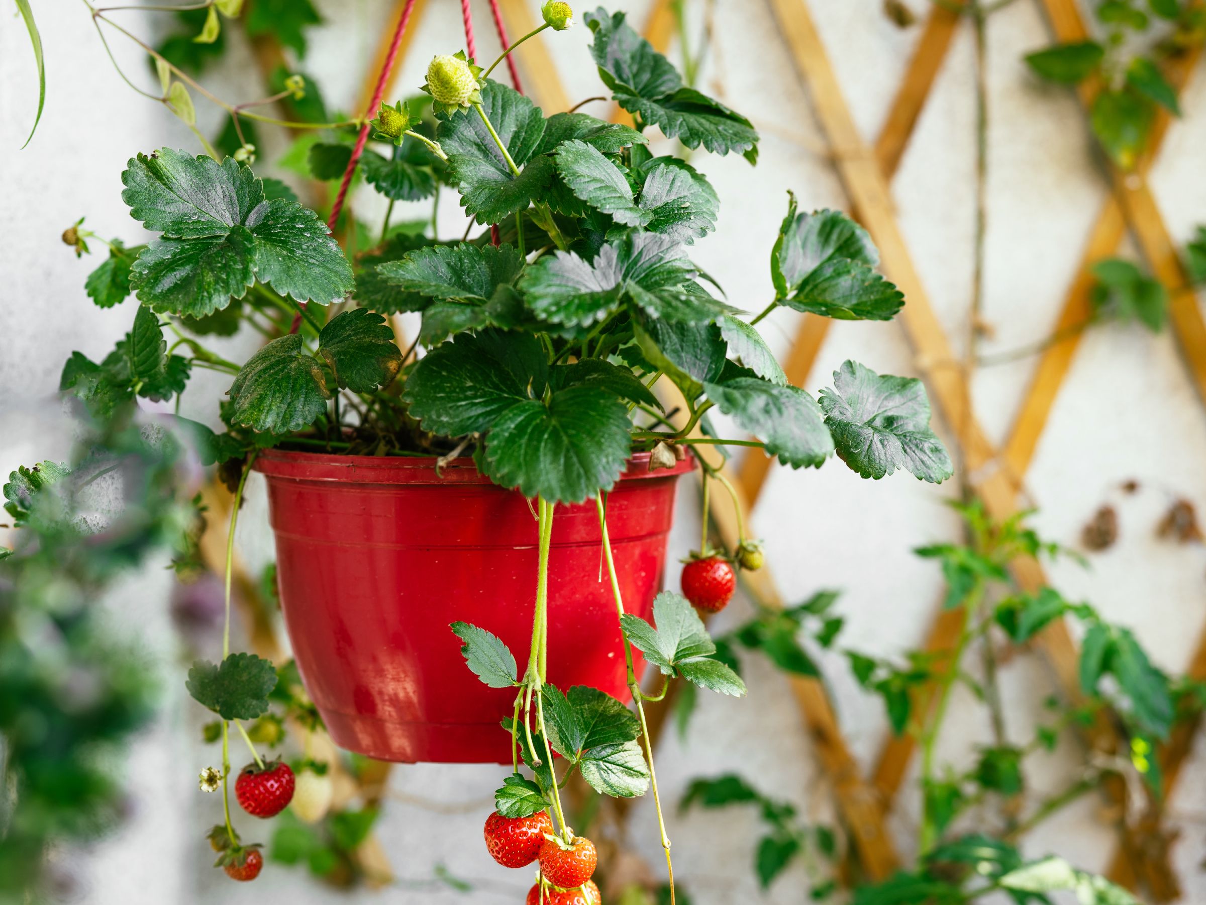 Grow A Strawberry Hanging Basket For Fresh Fruit Anywhere | Gardening Know  How