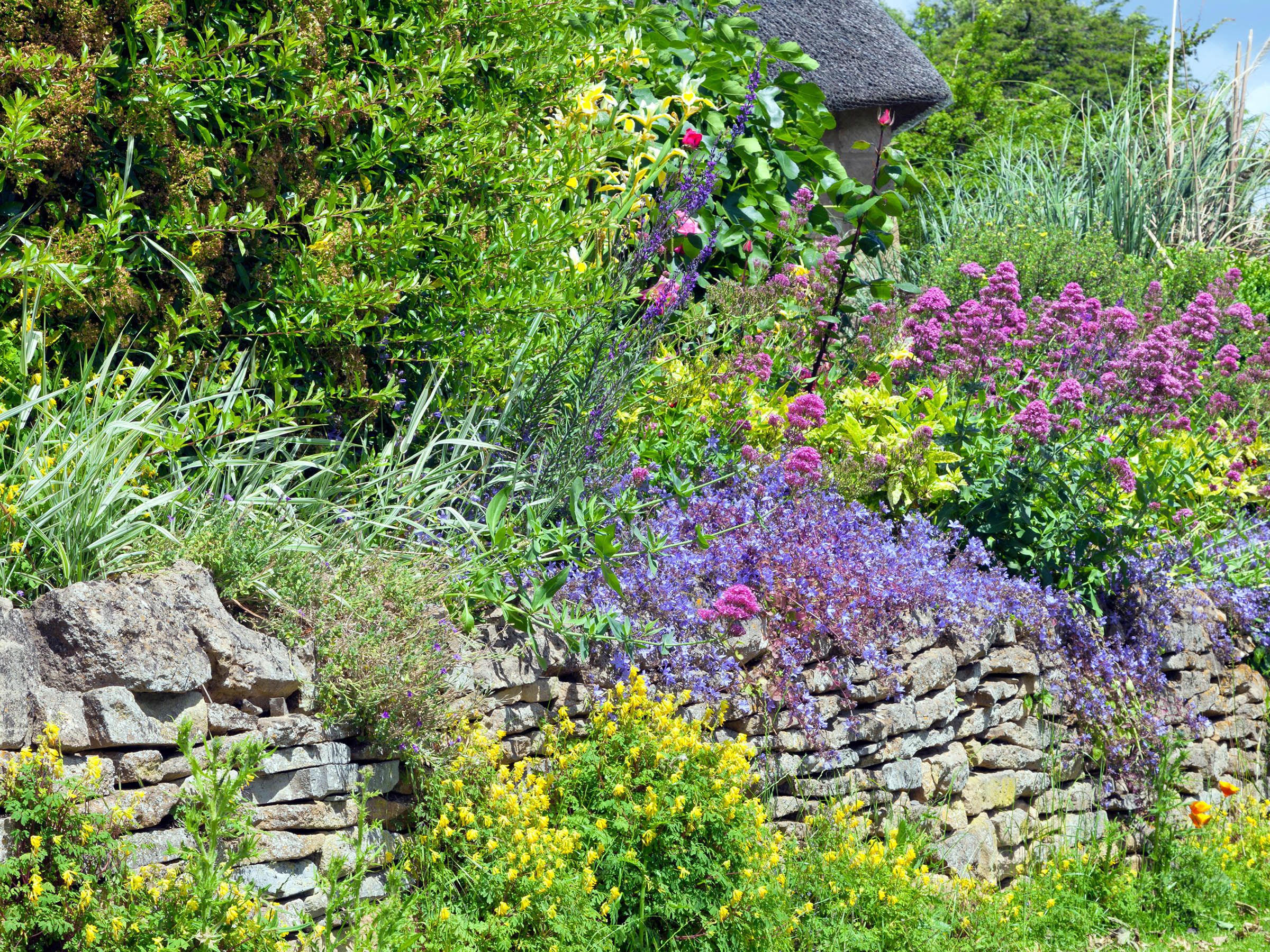 Trailing Plants For Rock Walls The Best Shade Loving Climbing Plants