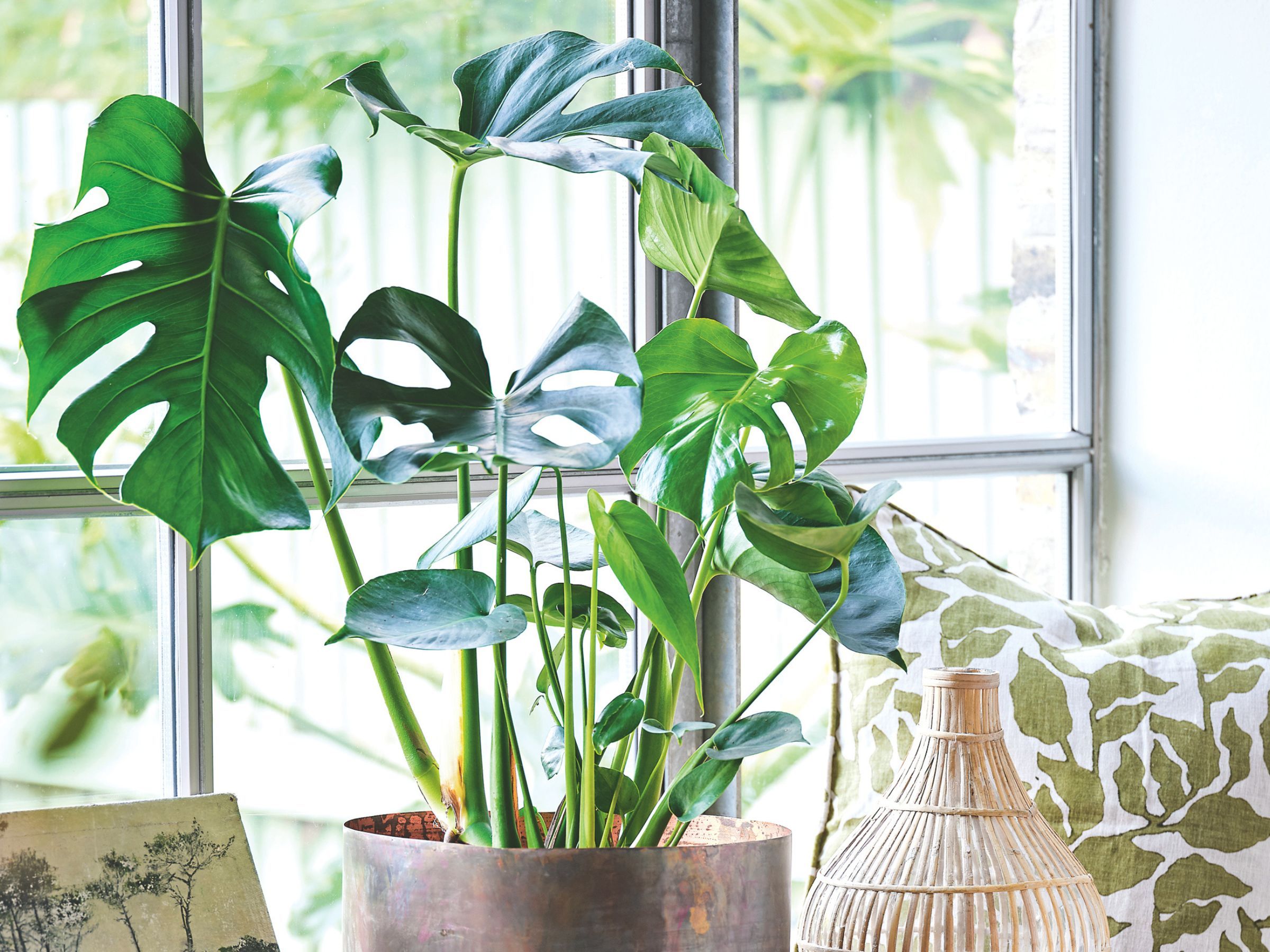 When to repot monstera: an expert guide to repotting | Ideal Home