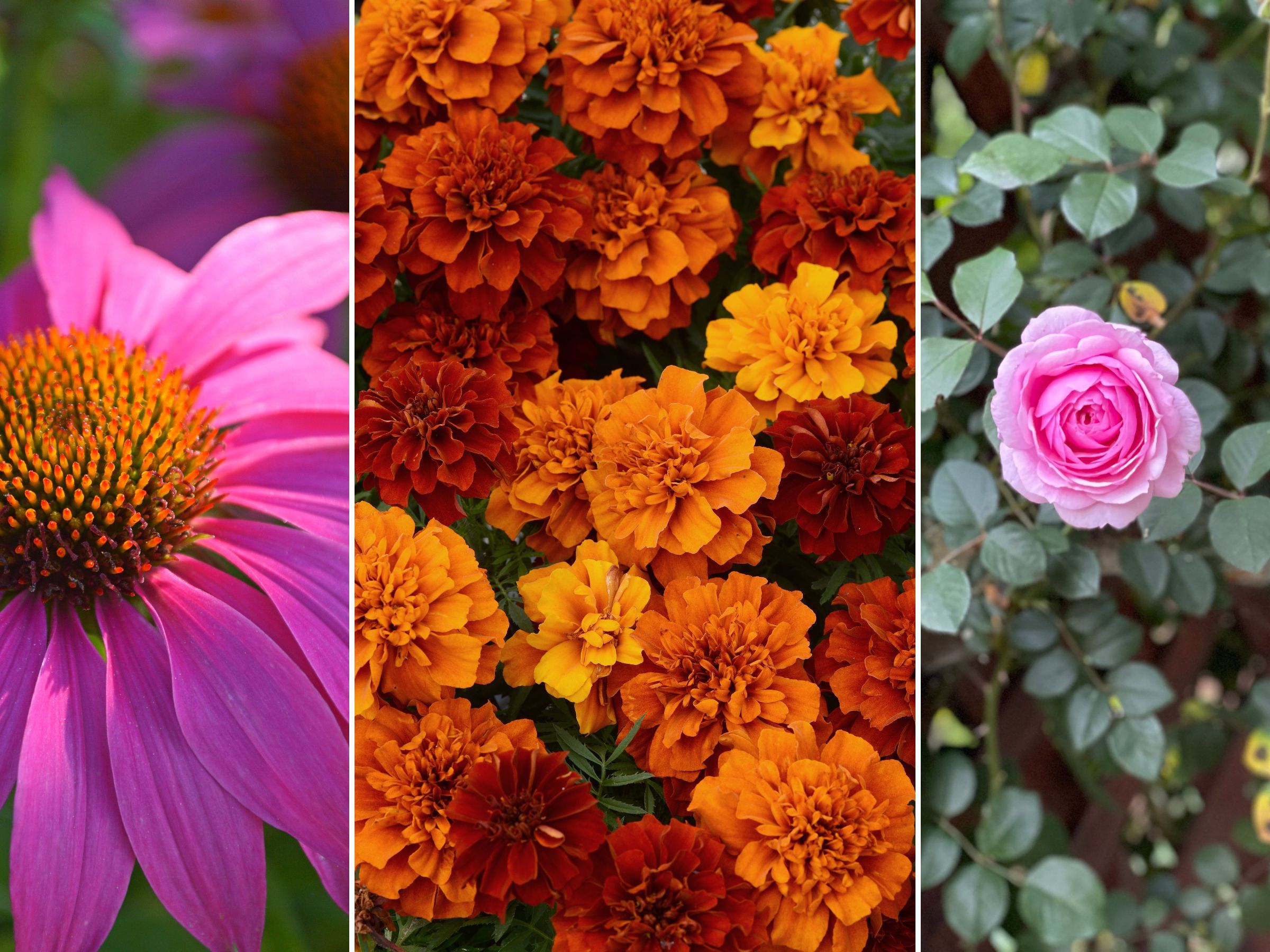 These are the flowers to plant in August, experts say | Real Homes