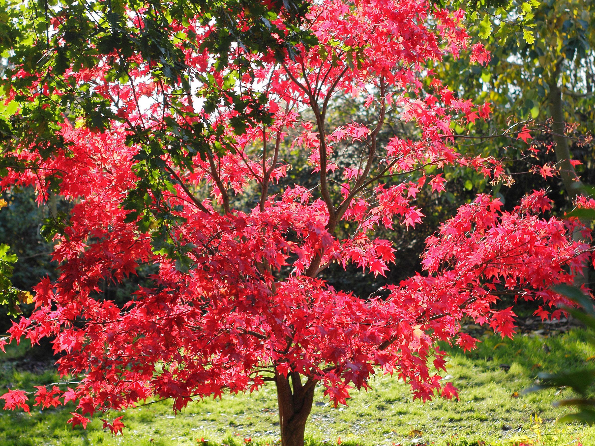 Different Types Of Japanese Maple Tree Infoupdate different-types-of-japanese-maple-tree-infoupdate