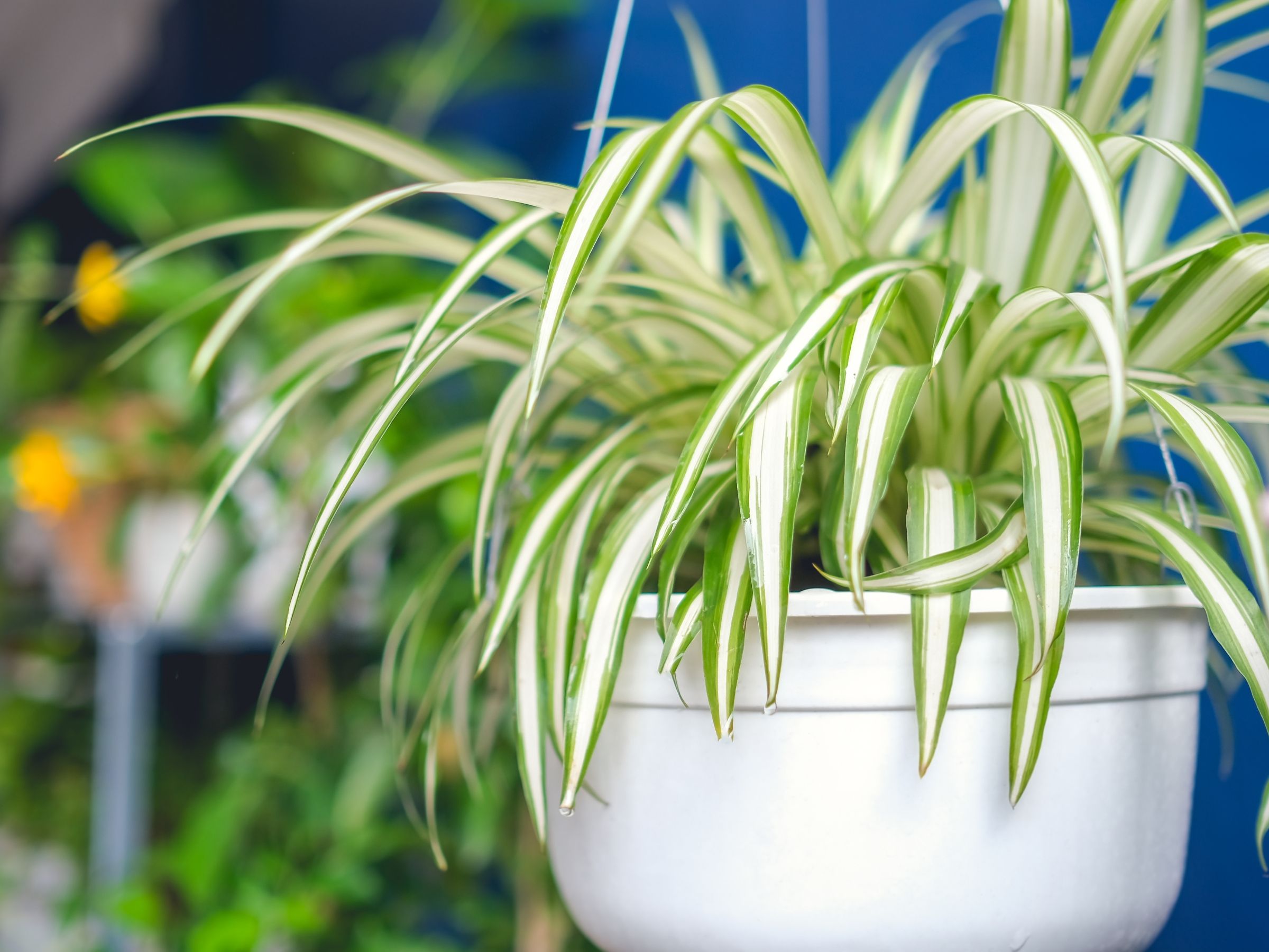 grass seed for fall planting Perennial Ryegrass Grass Seeds (Lolium Perenne)