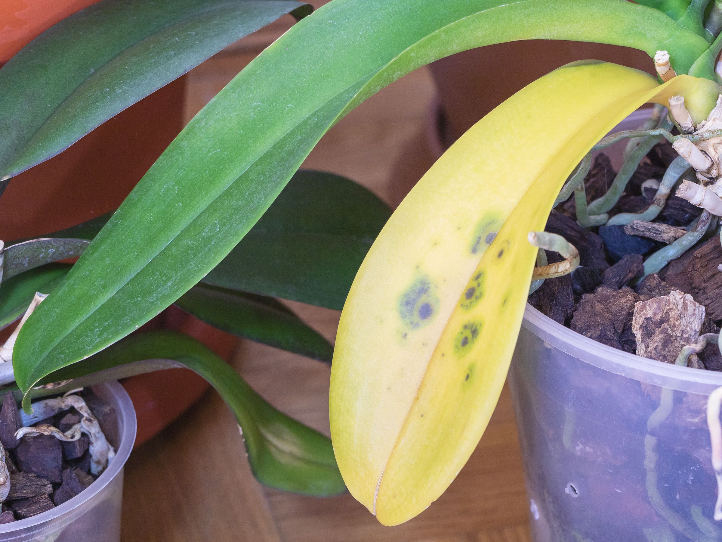 Orchid Diseases And Treatment: Learn About Treating Common Orchid Diseases | Gardening Know How