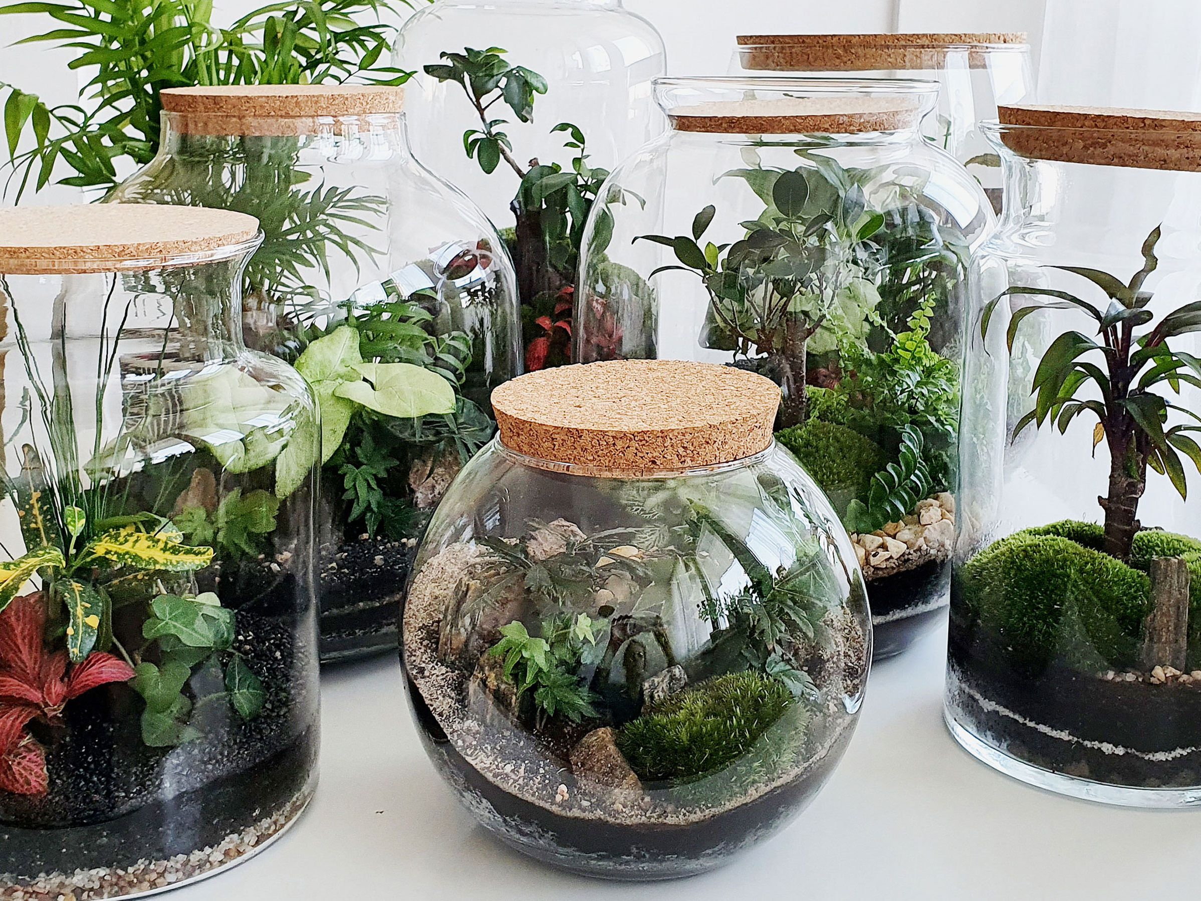 Best plants for terrariums - 7 easy choices for beginners | Real Homes