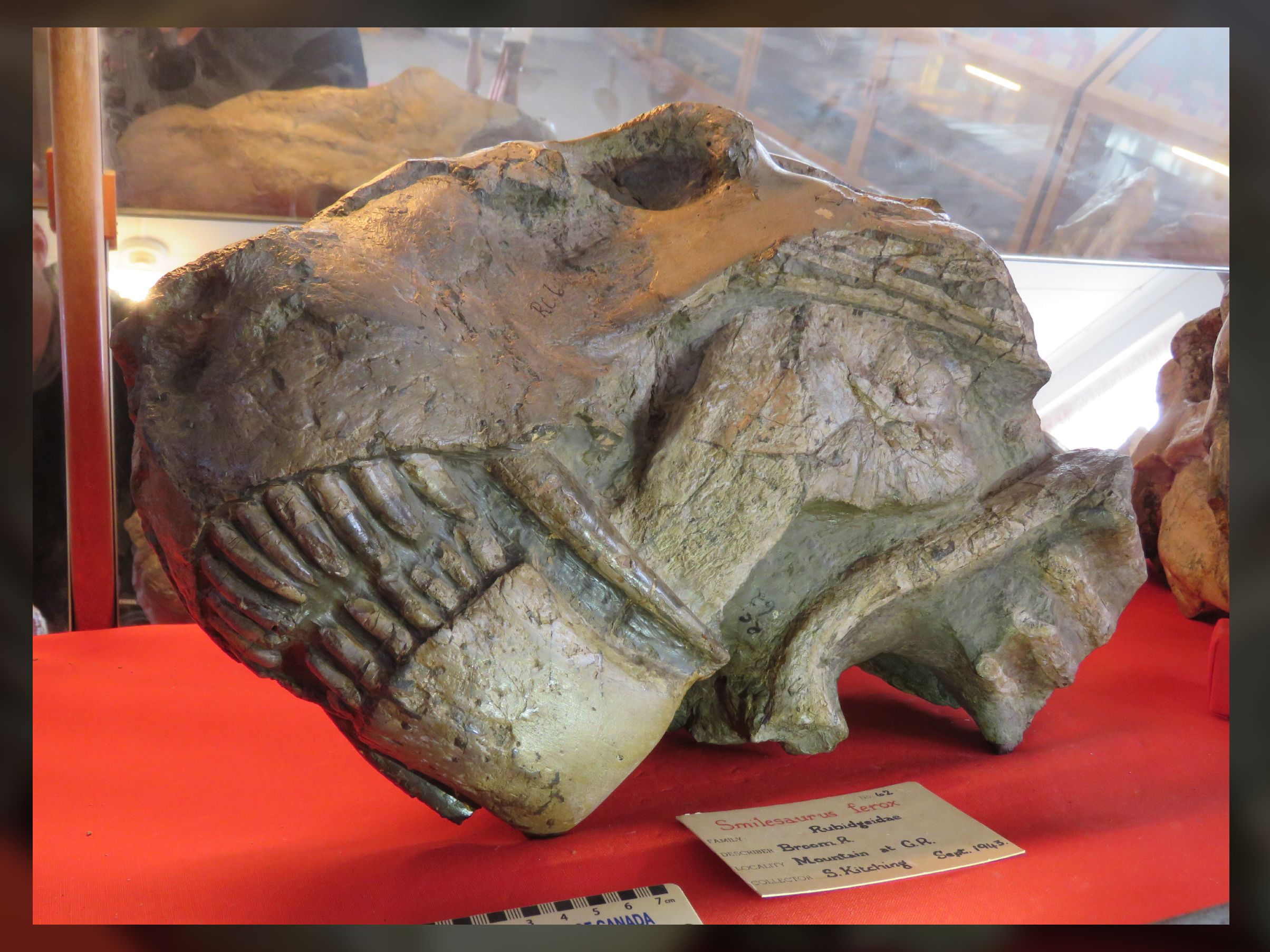 Monstrous 'gorgons' survived a mass extinction, but they were a 'dead clade  walking' | Live Science, image size:2408x1806