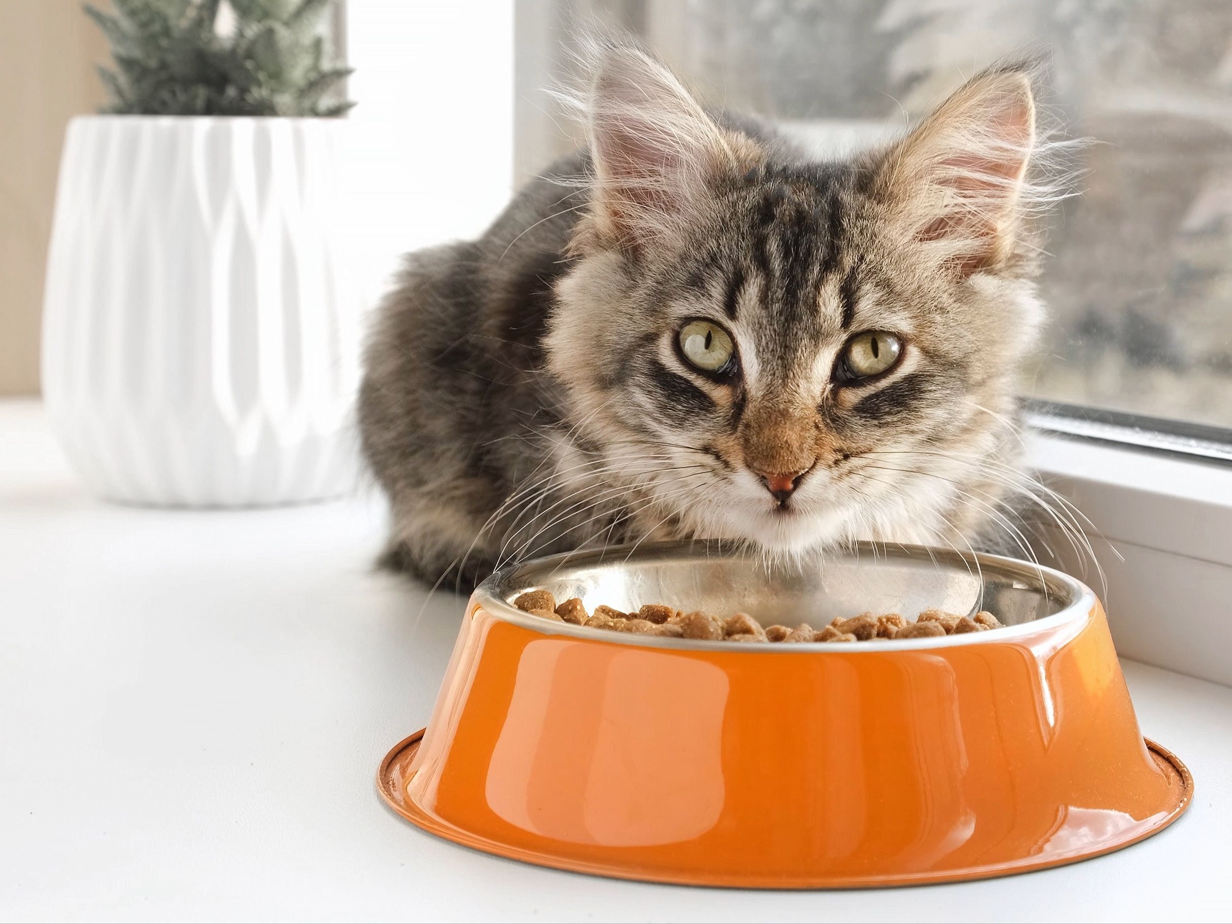 how long does a kitten eat kitten food