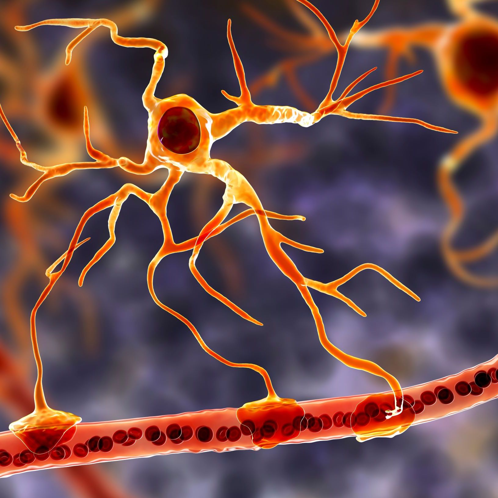 Are Astrocytes Glial Cells