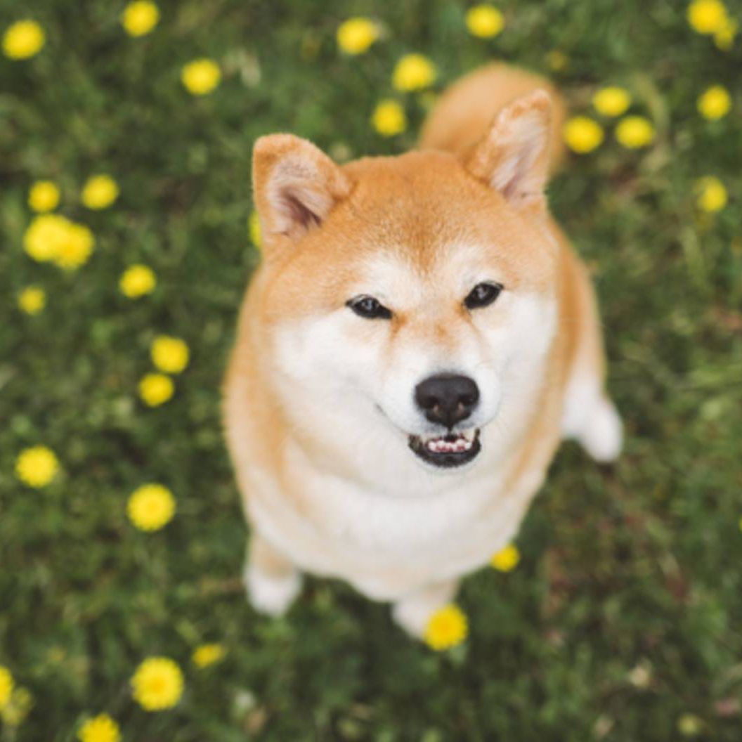 Shiba Inu: Breed profile | PetsRadar