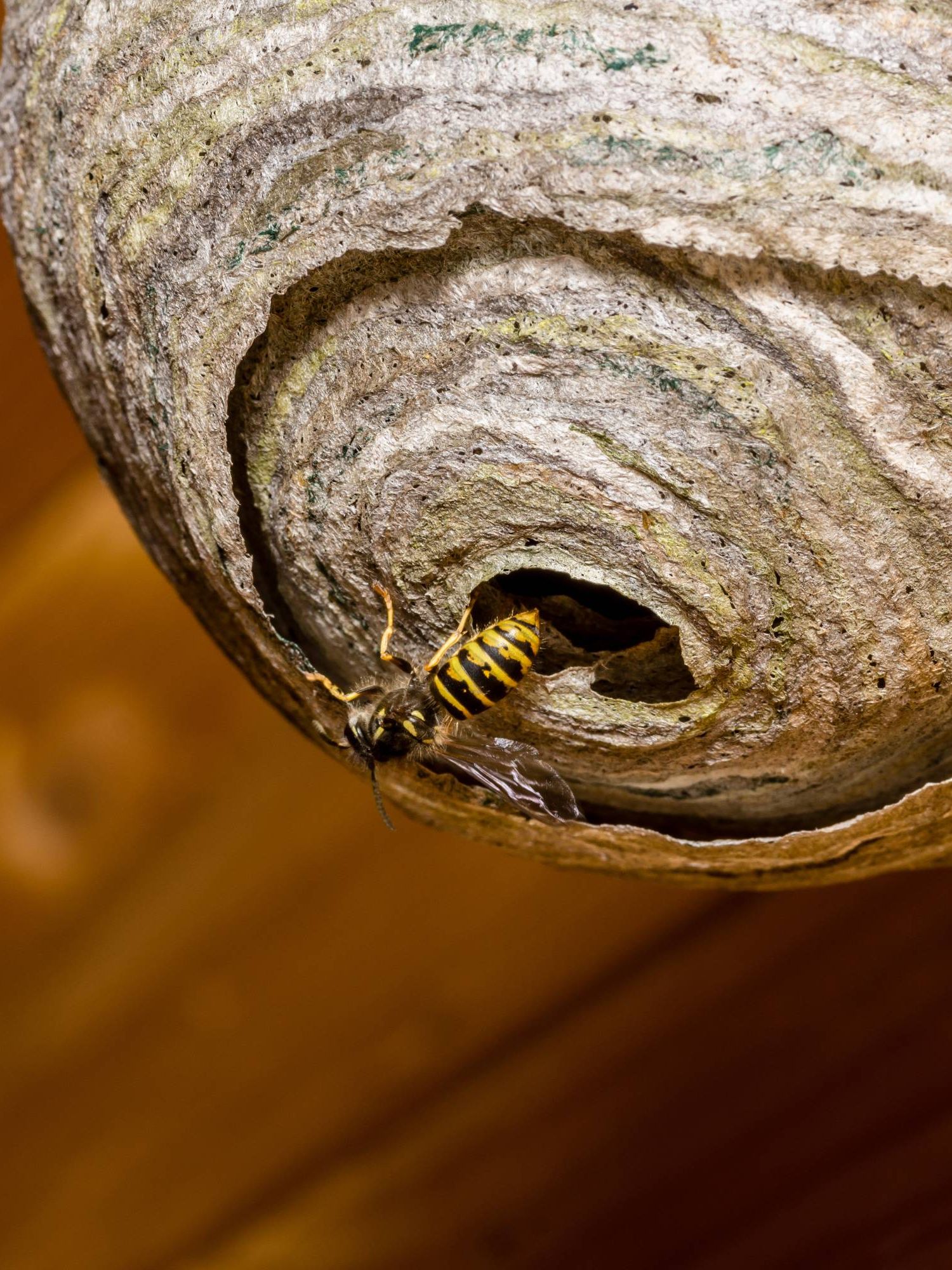 Wasps building a nest