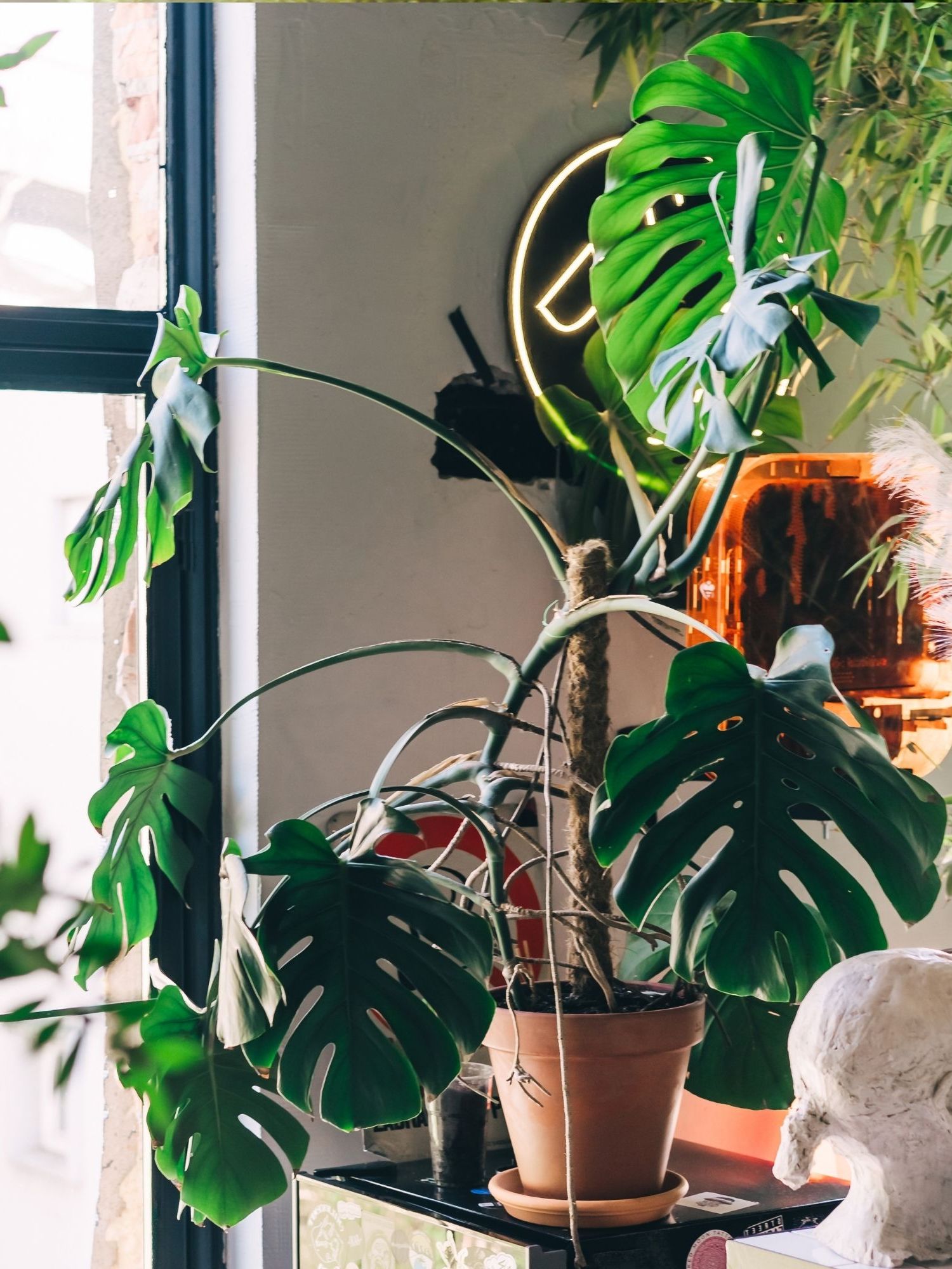 A lush corner filled with various houseplants, including a large Monstera, beside a window with a view of a city street.