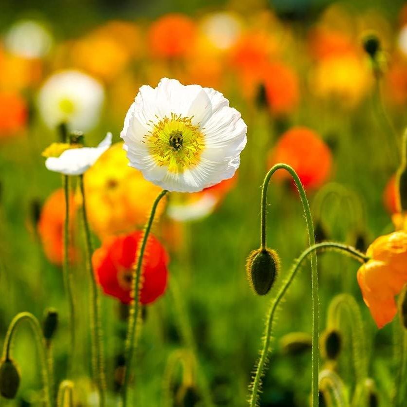 Iceland Poppy Seeds Flower Mix, 3000 Heirloom Flower Seeds Per Packet, Non Gmo Seeds, Botanical Name: Papaver Nudicaule, Isla's Garden Seeds
