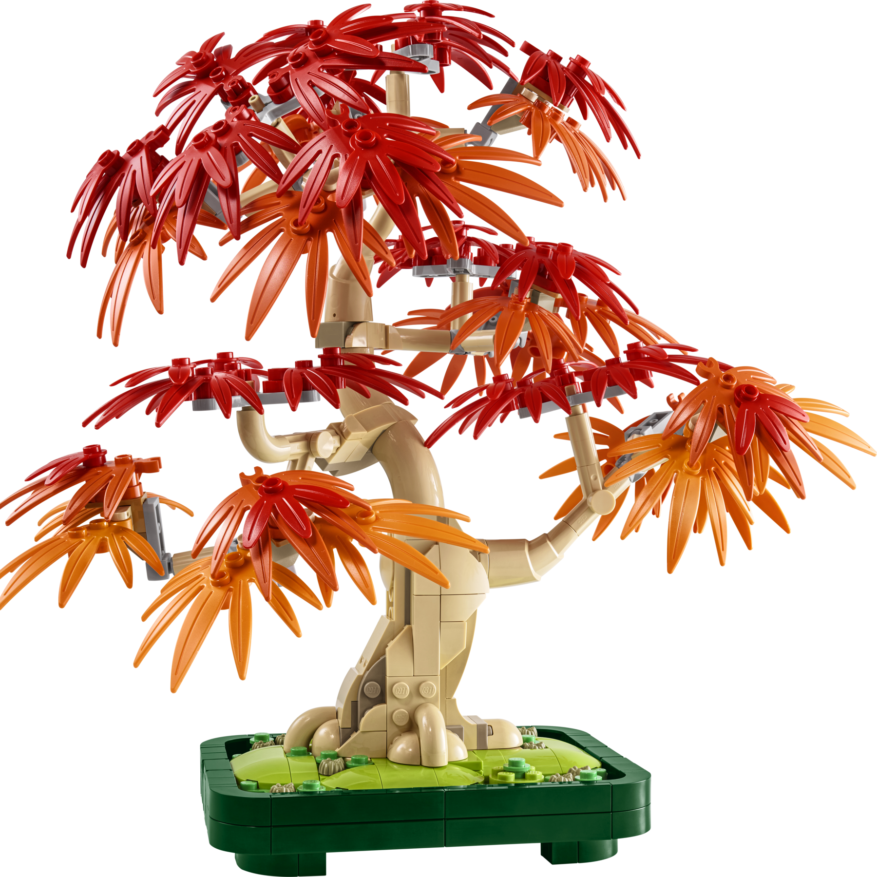 Japanese Red Maple Bonsai Tree