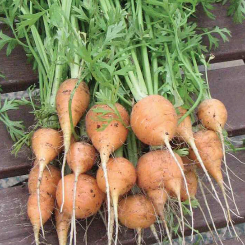 Tonda Di Parigi Carrot Seeds