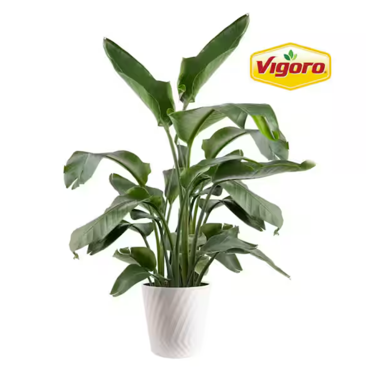 The Home Depot white bird of paradise