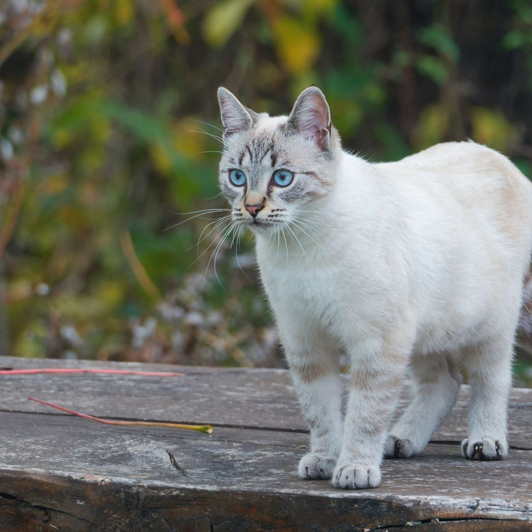 13 rare cat breeds you've probably not heard of | PetsRadar, image size:1080x1080