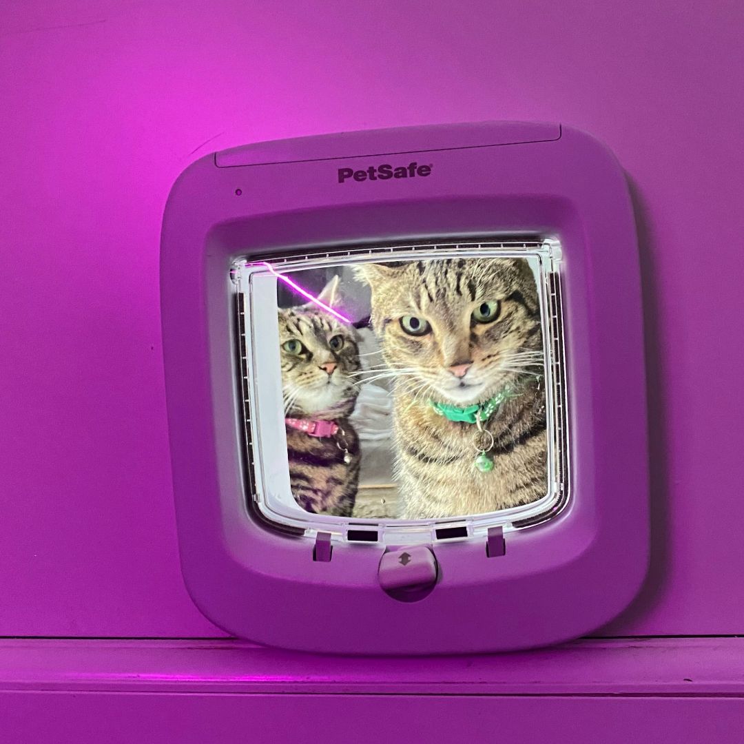 microchip cat flap black