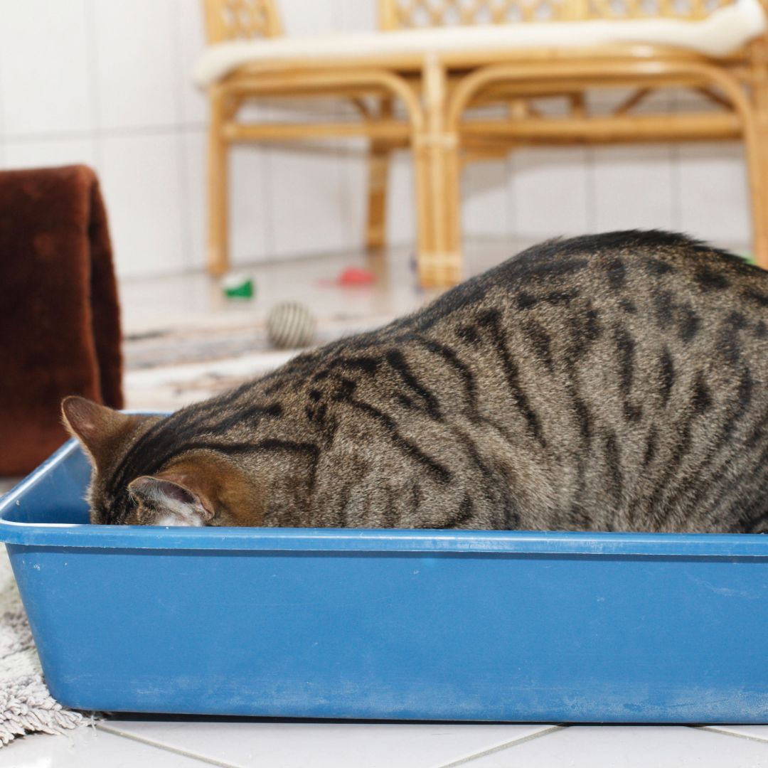 Why is My Cat Just Sitting in the Litter Box: Surprising Reasons Explained