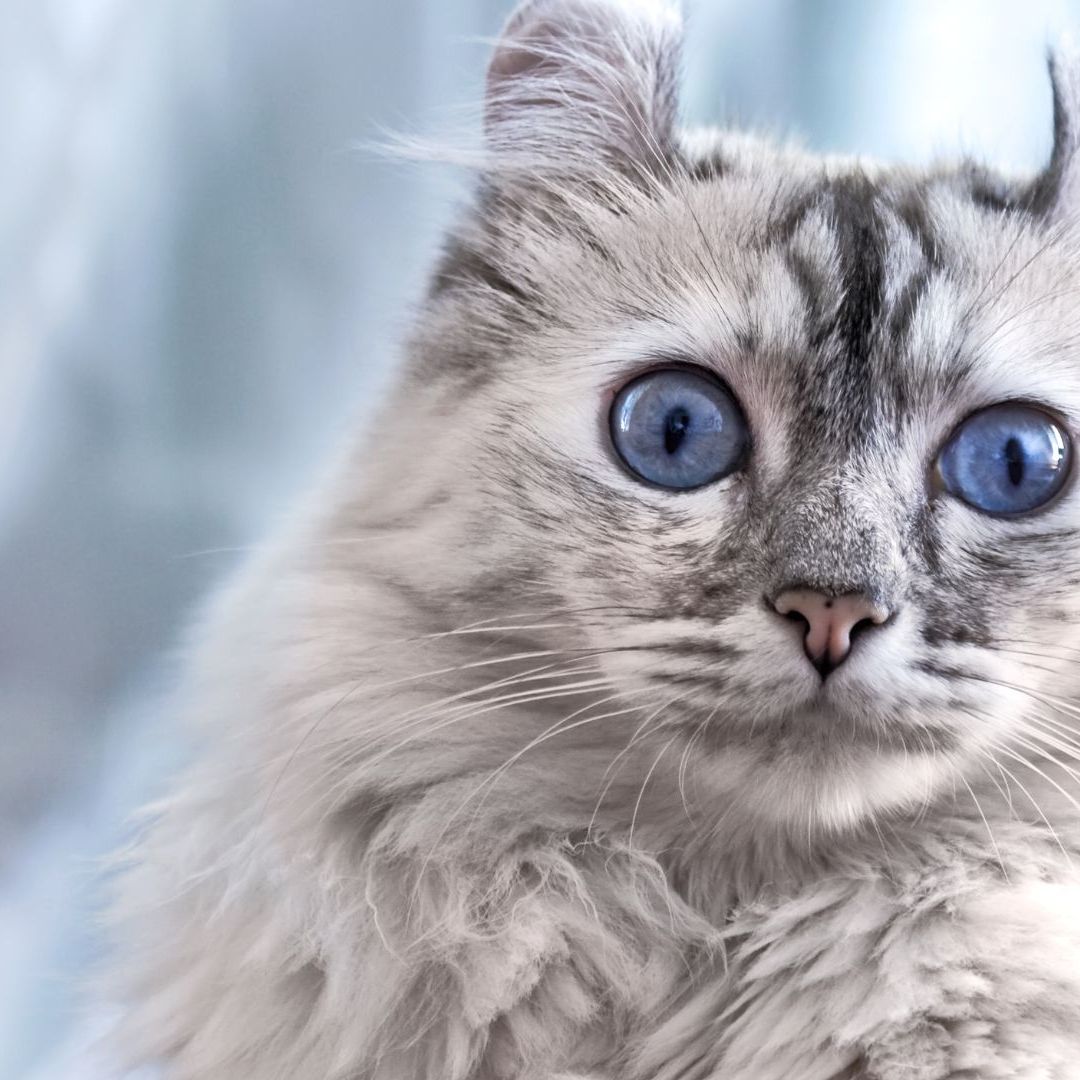 American Cat Breeds: Discover Unique Feline Beauties