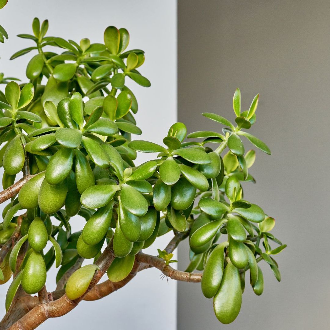 Where to Place a Jade Plant in a Home? Experts Explain | Livingetc