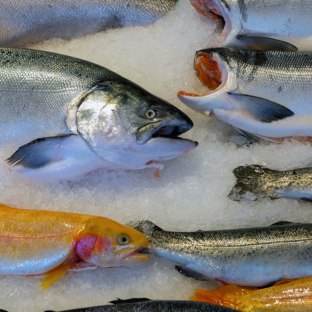 why does my tobacco smell like fish Why is fish so smelly?
