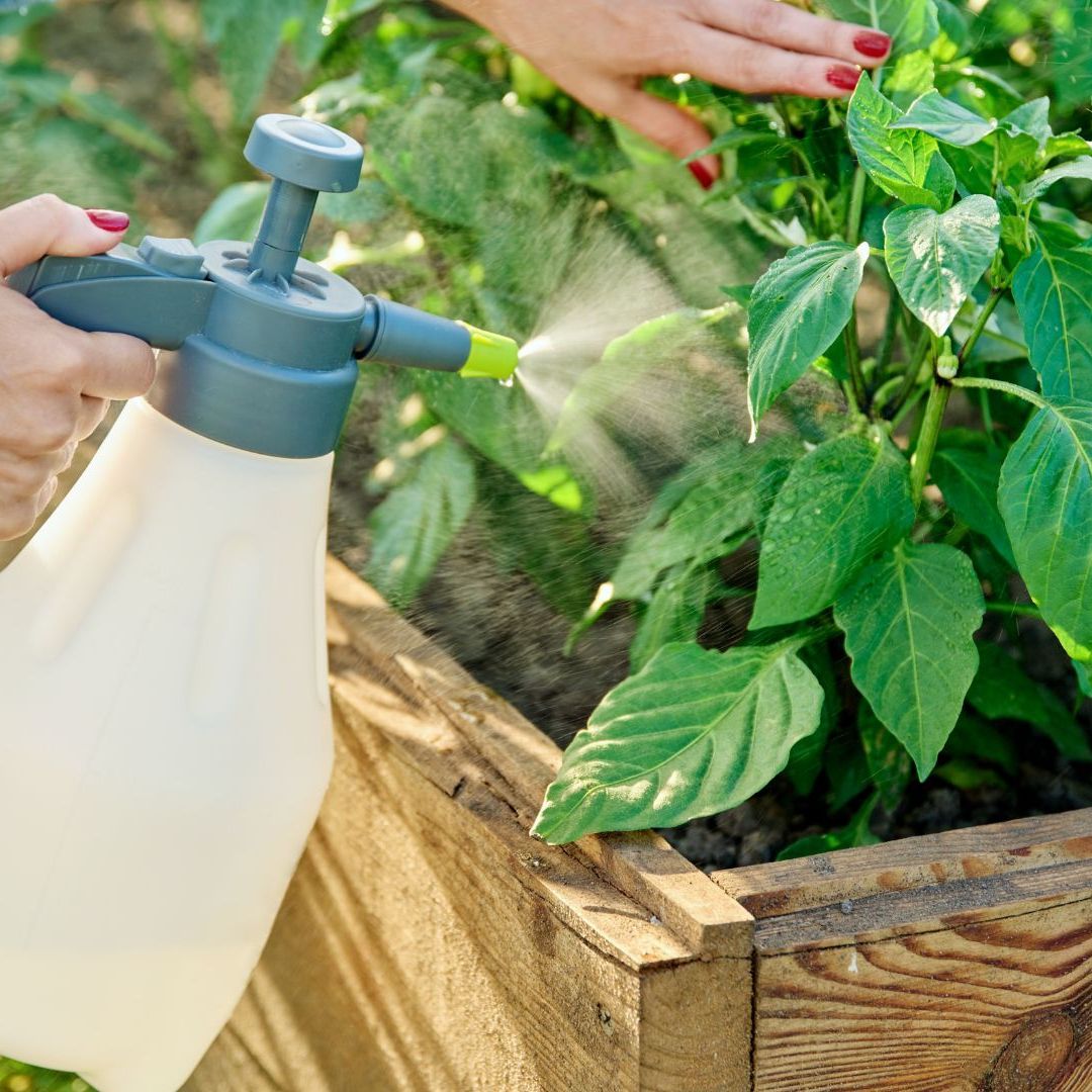 Tea Saponin Liquid supplier Tea Saponin Liquid supplier