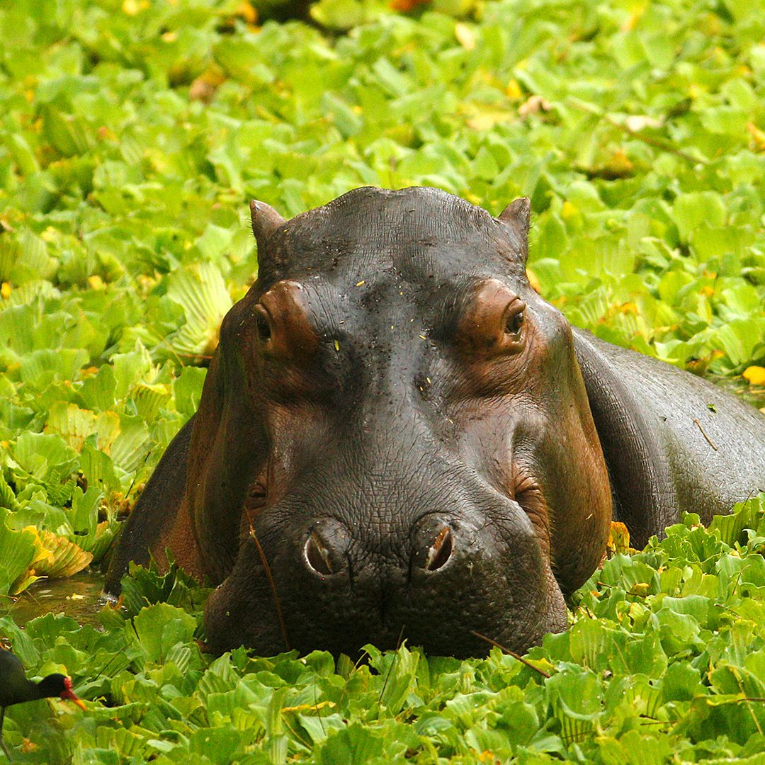 Pablo Escobar's 'cocaine hippos' may be helping river ecosystems in  Colombia | Live Science, image size:1080x1080