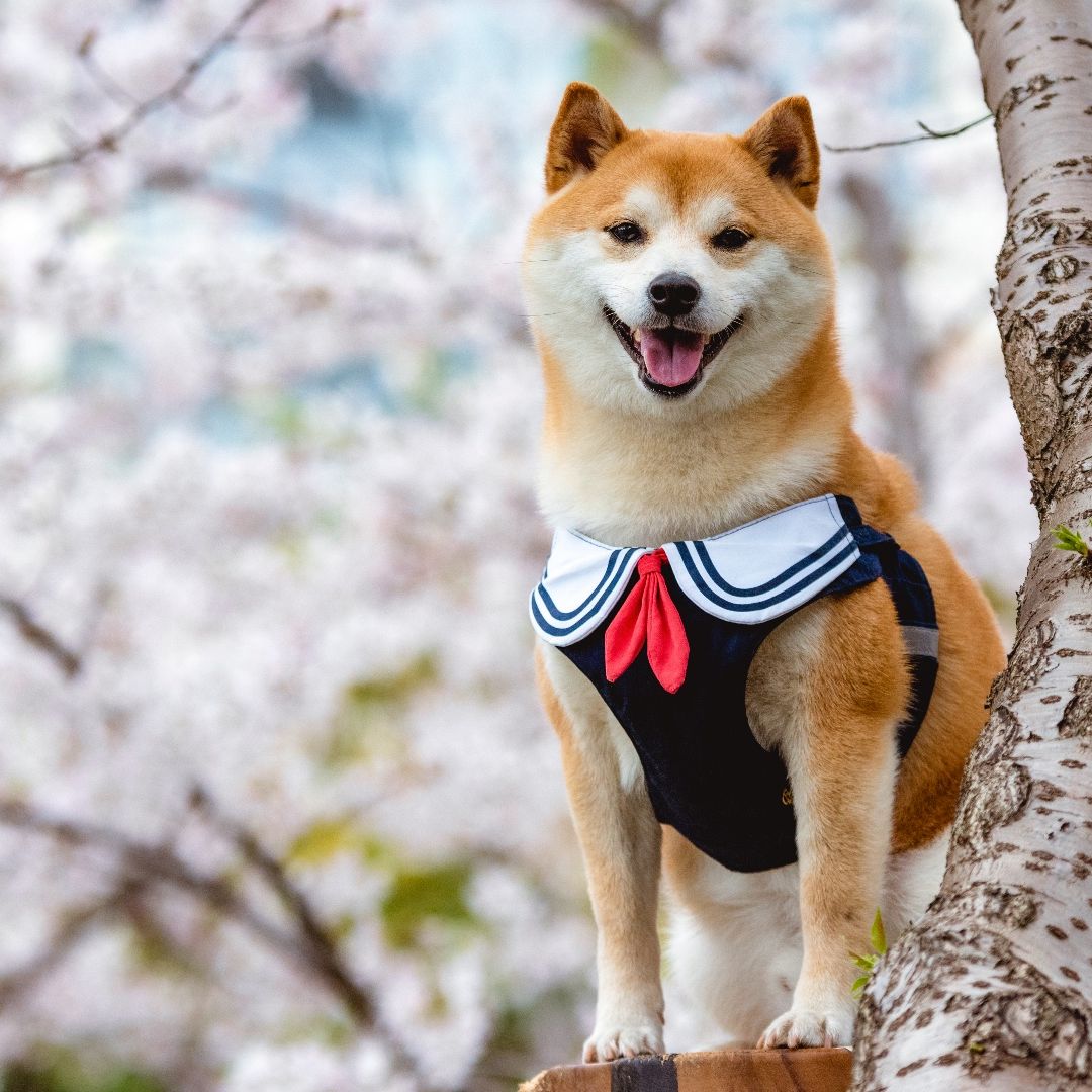Shiba Inu facts | PetsRadar