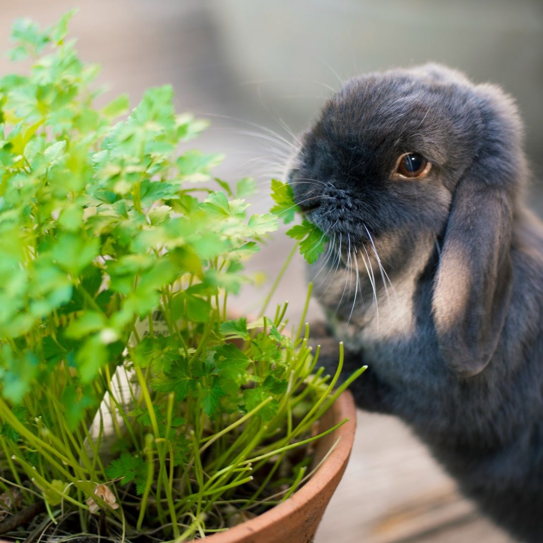 Rabbit Herbivores Carnivores Omnivores