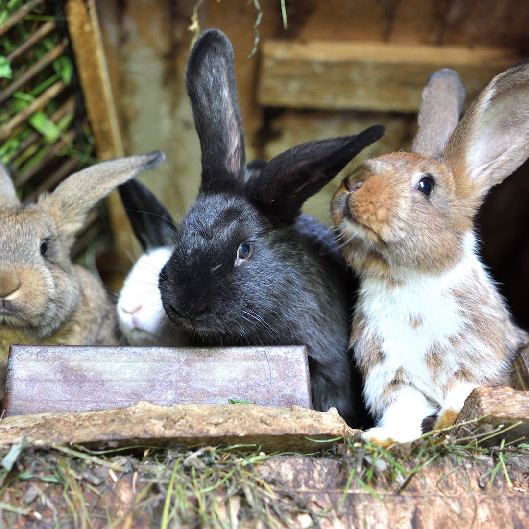 All The Rabbit All The Rabbits