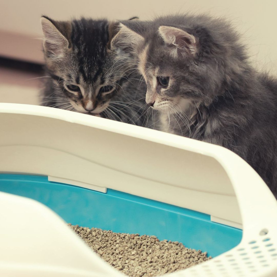 best hooded cat litter boxes App-Controlled Meowant MW-SC09 Extra Large Self-cleaning Litter Box with Real-Time Monitoring