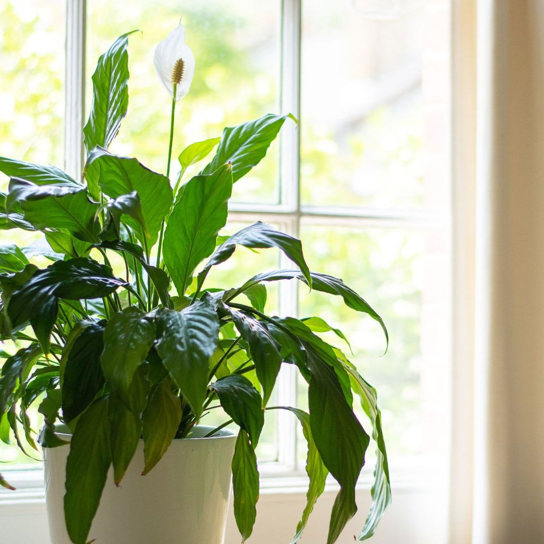 Why are my peace lily leaves turning yellow? Experts explain | Woman & Home
