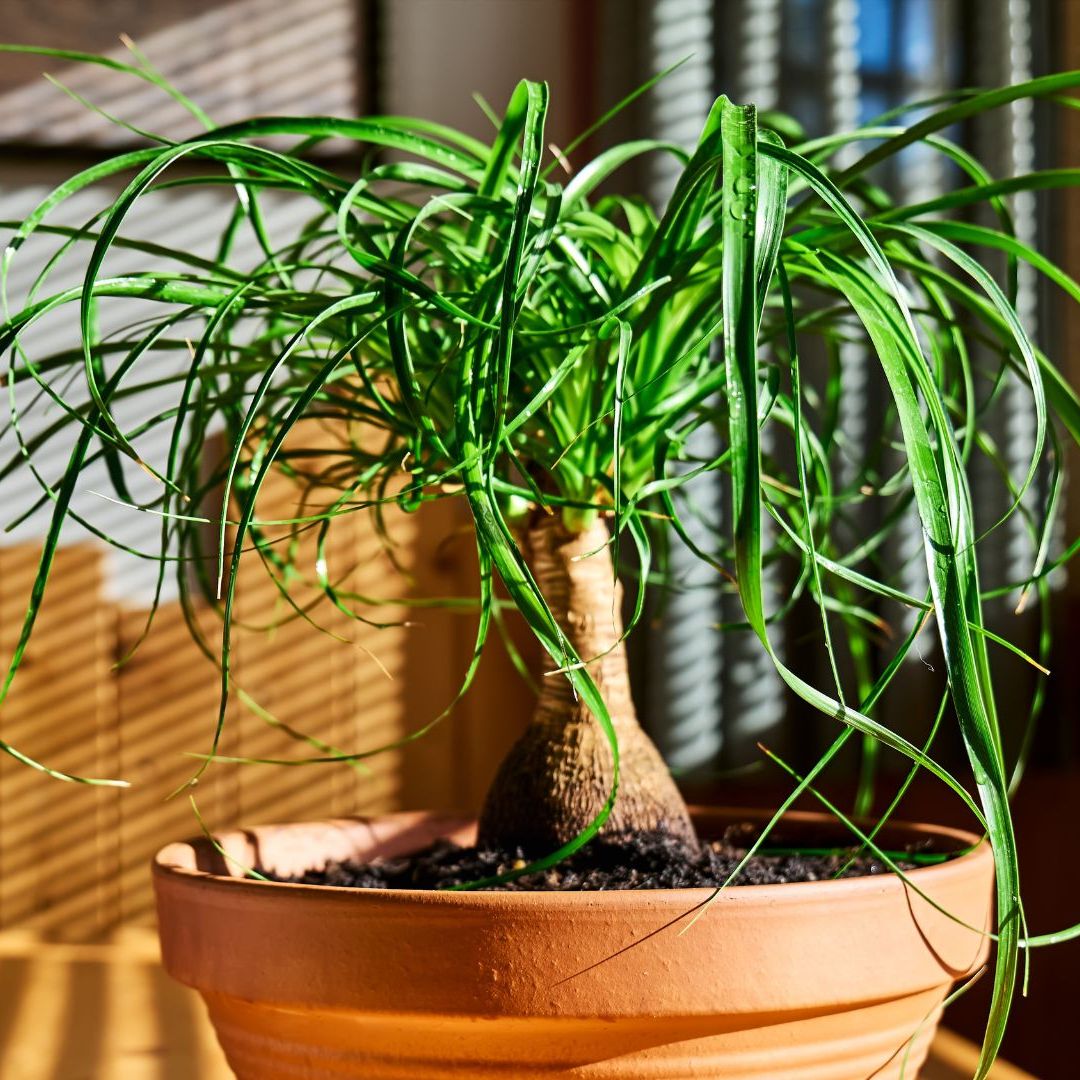 Ponytail Palm Care  Here's Everything You Need to Know | Livingetc