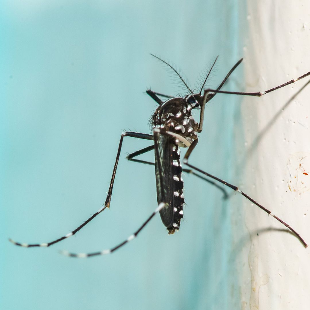 The 'ultimate mosquito killer' uses lasers and AI — custom model