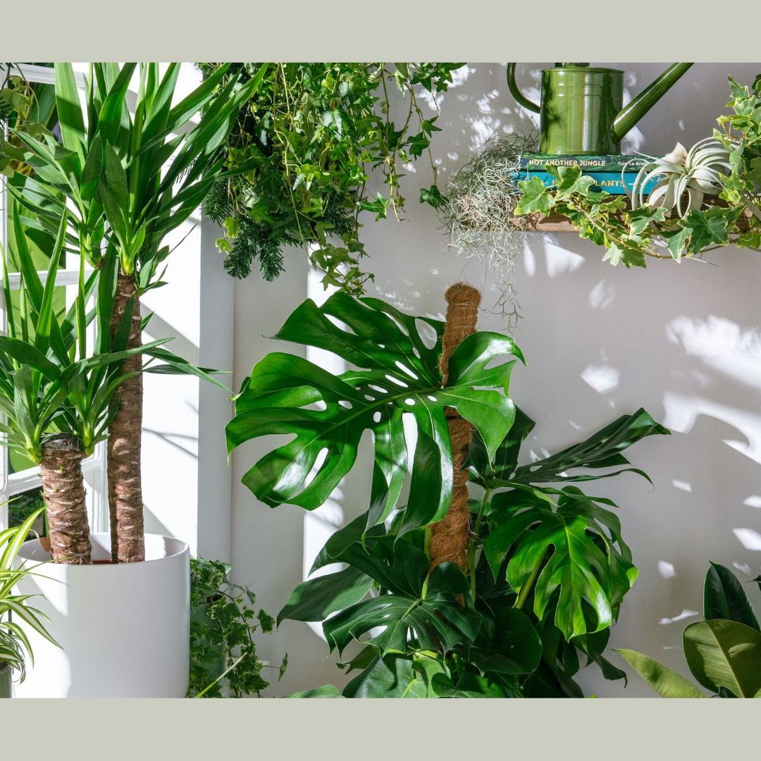 monstera fiore Monstera deliciosa | Fensterblatt
