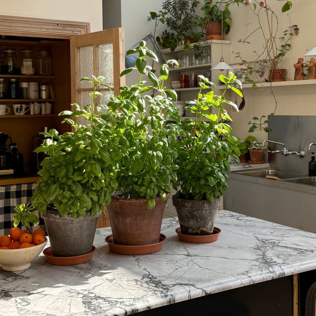 How to Grow Your Supermarket Basil to Incredible Heights | Livingetc