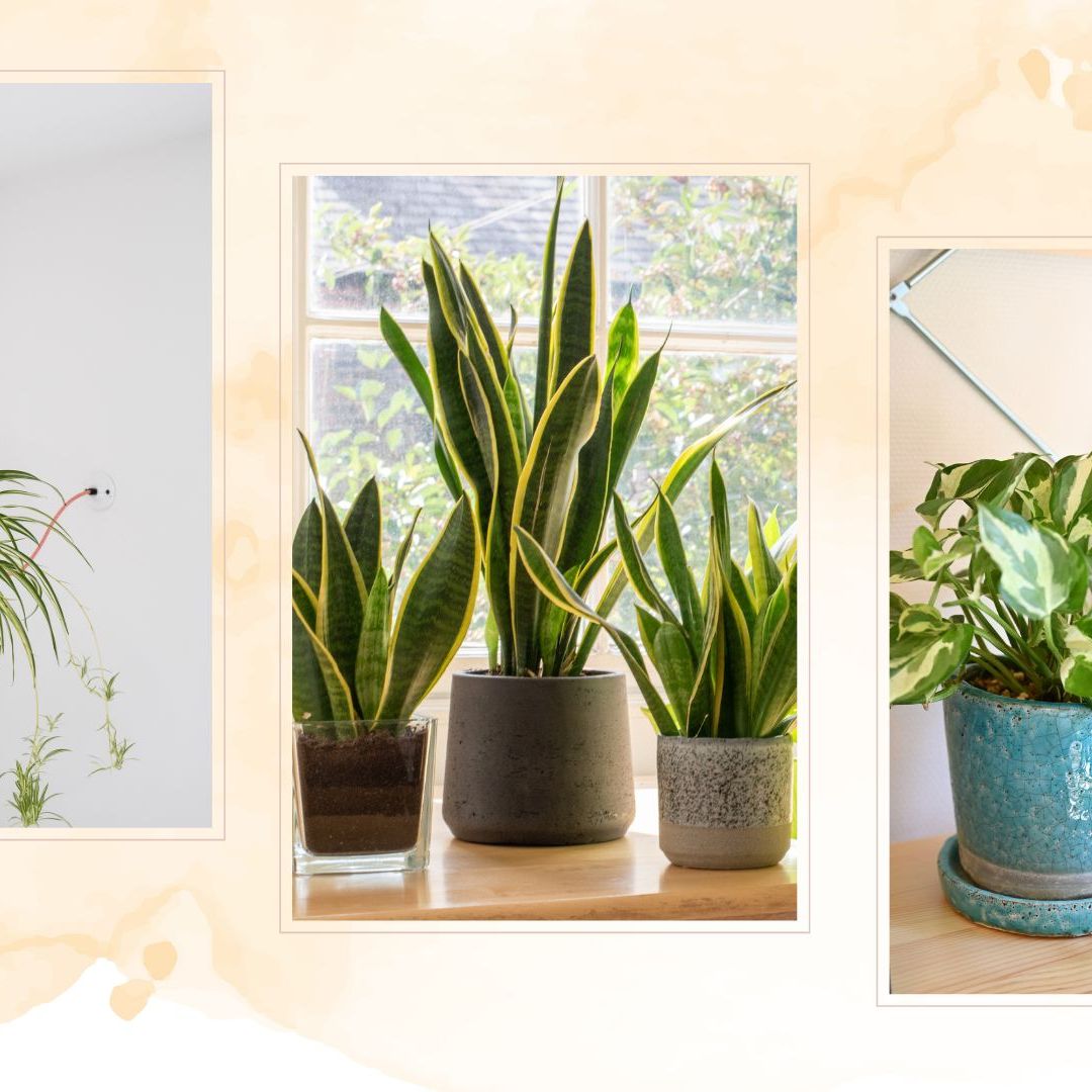 5 easy houseplants to keep alive with minimal effort | Woman & Home