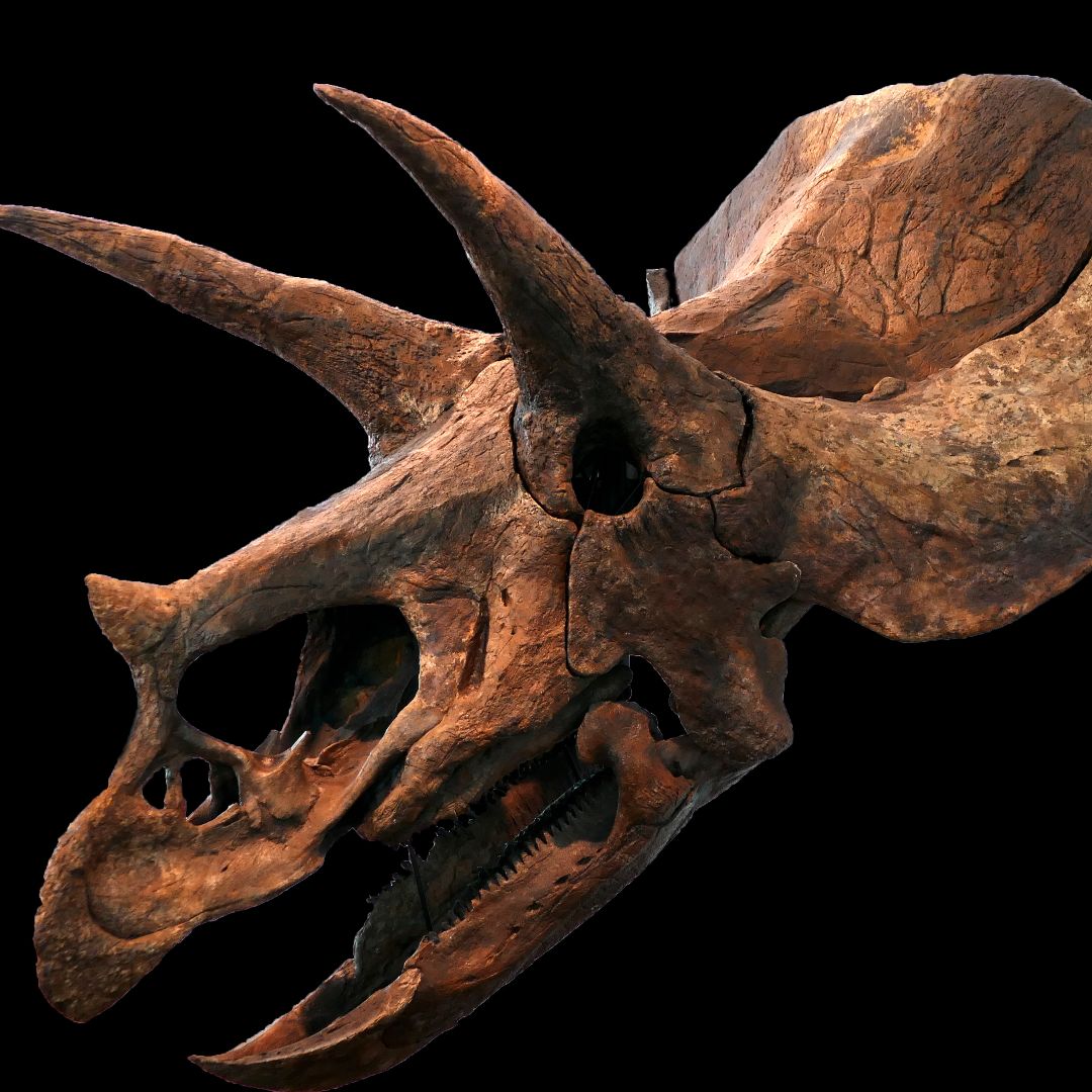 Triceratops: Facts about the three-horned dinosaur | Live Science