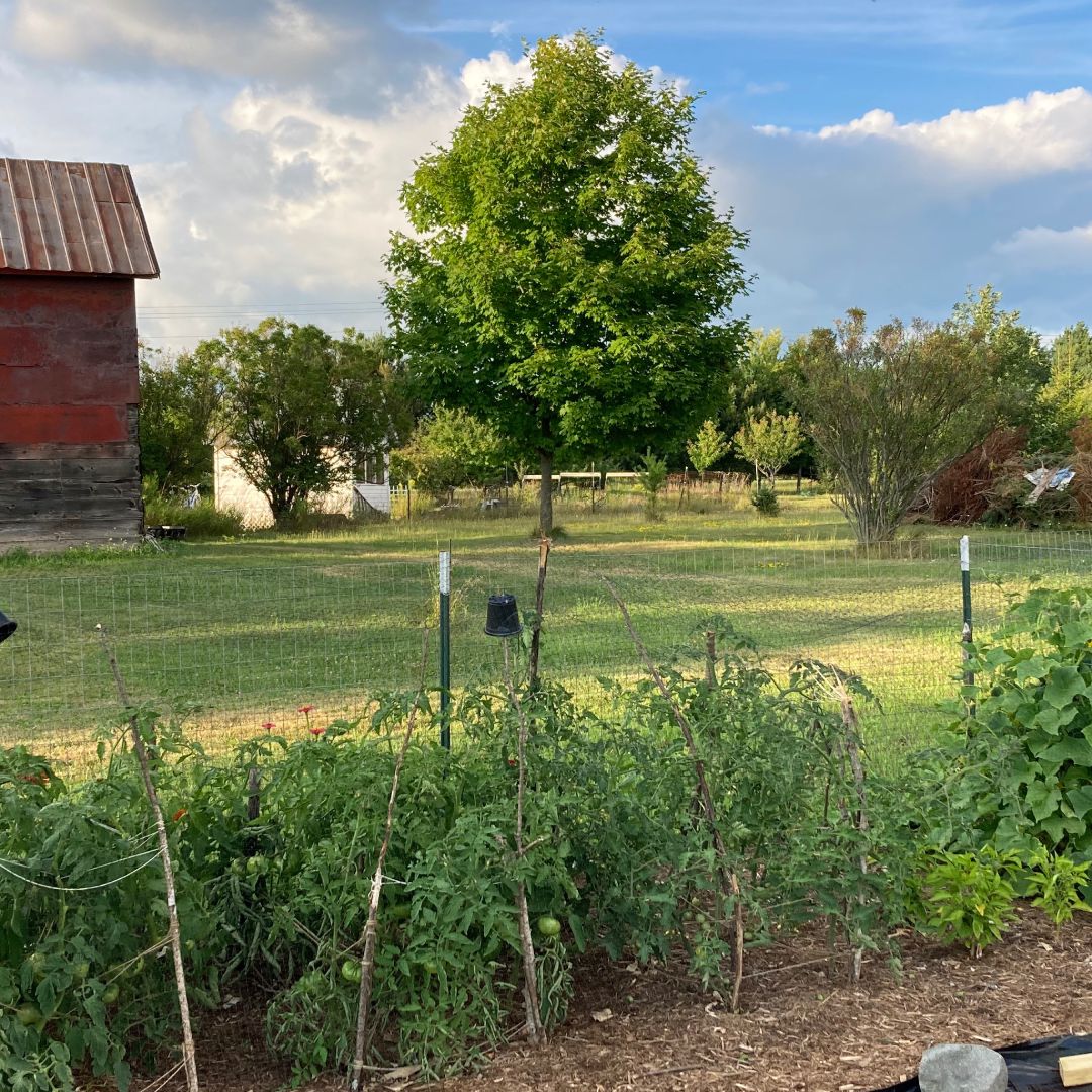 How To Turn An Overgrown Field Into A Garden Full Of Produce | Gardening  Know How