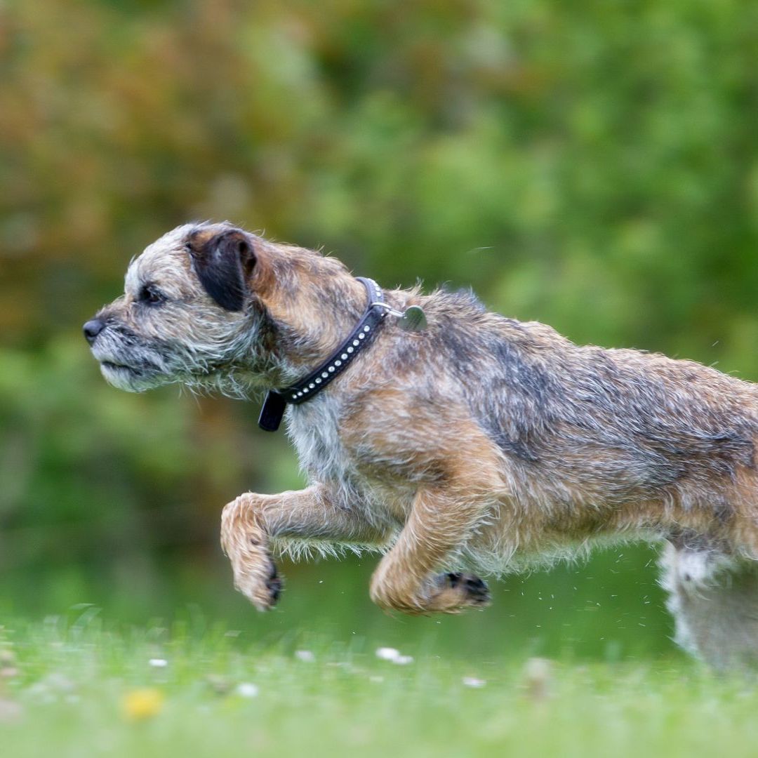 Hot short legged wire haired breed of terrier with a medium length